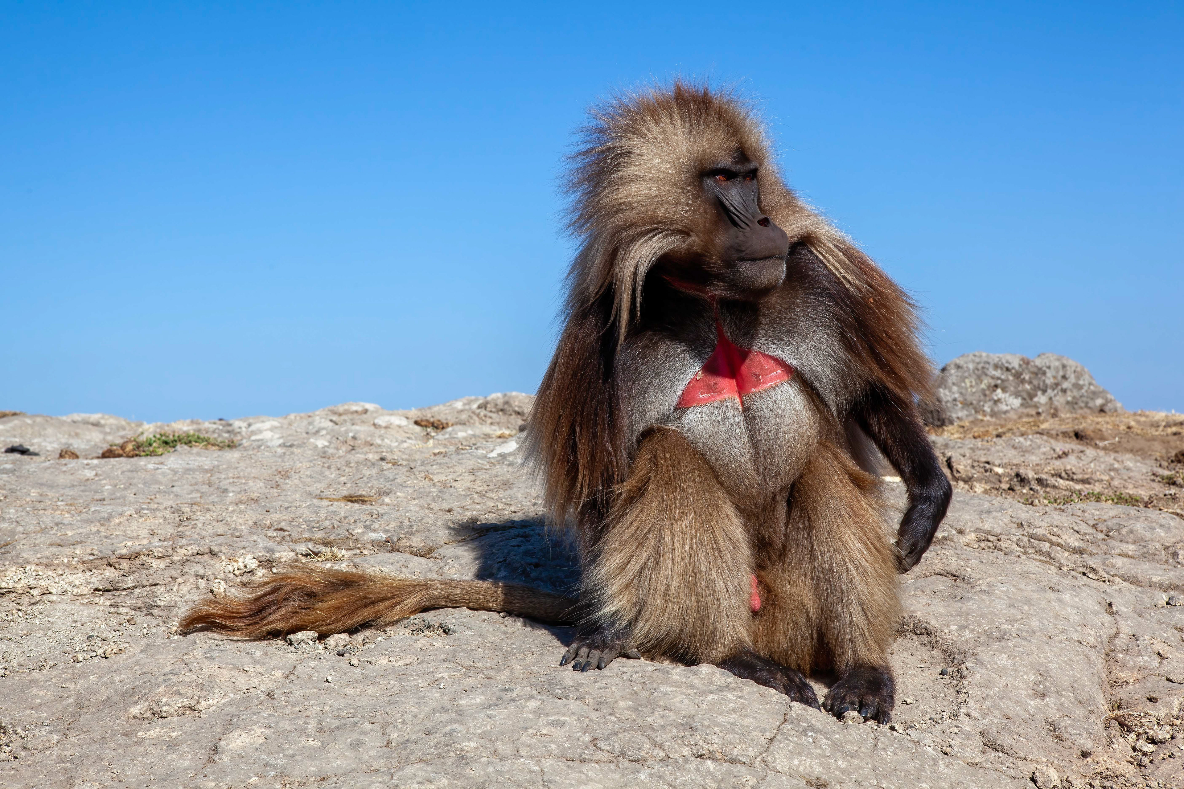 Male Gelada Baboon - Simien Mountains, Ethiopia
