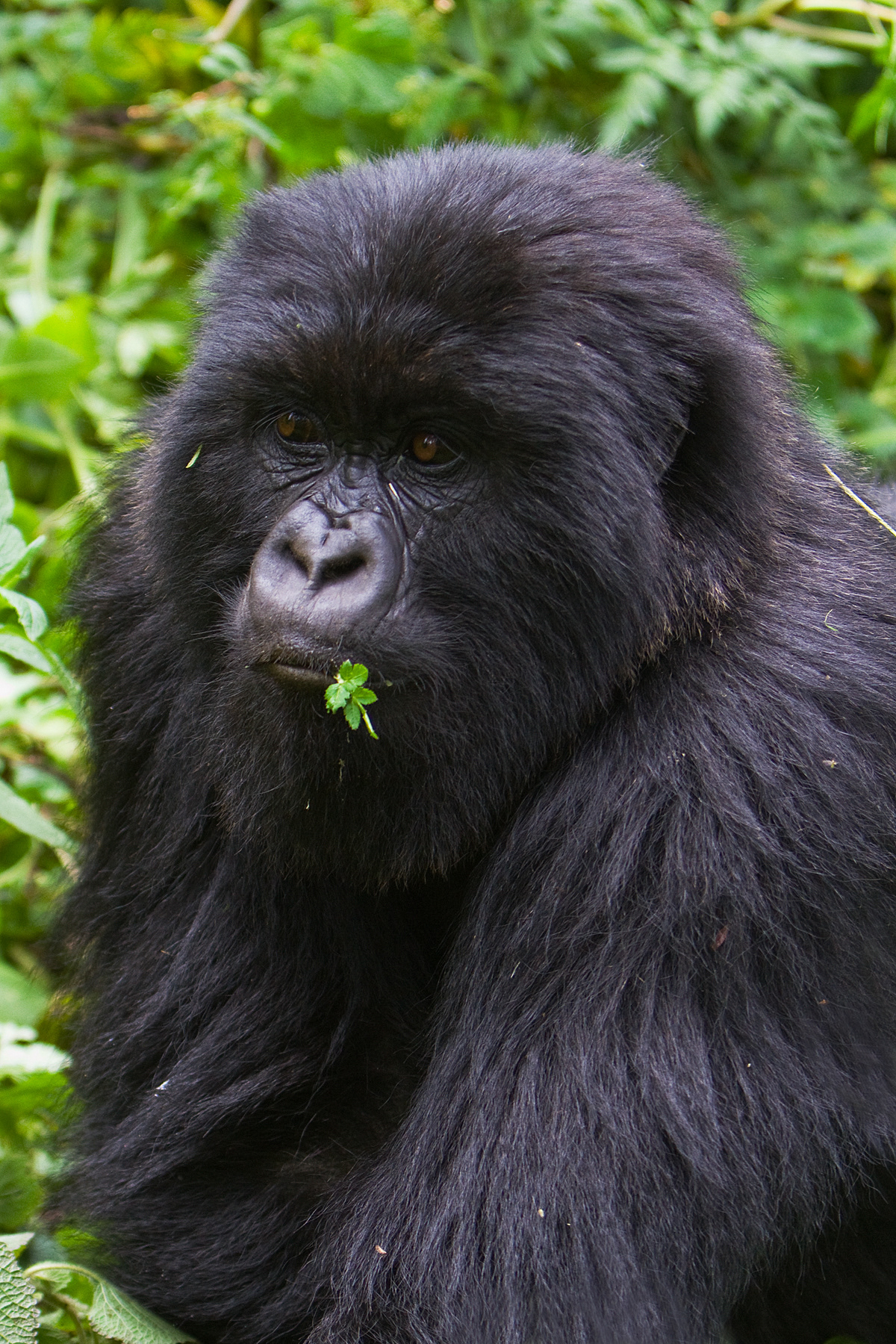 Young Mountain Gorilla - Rwanda - RM