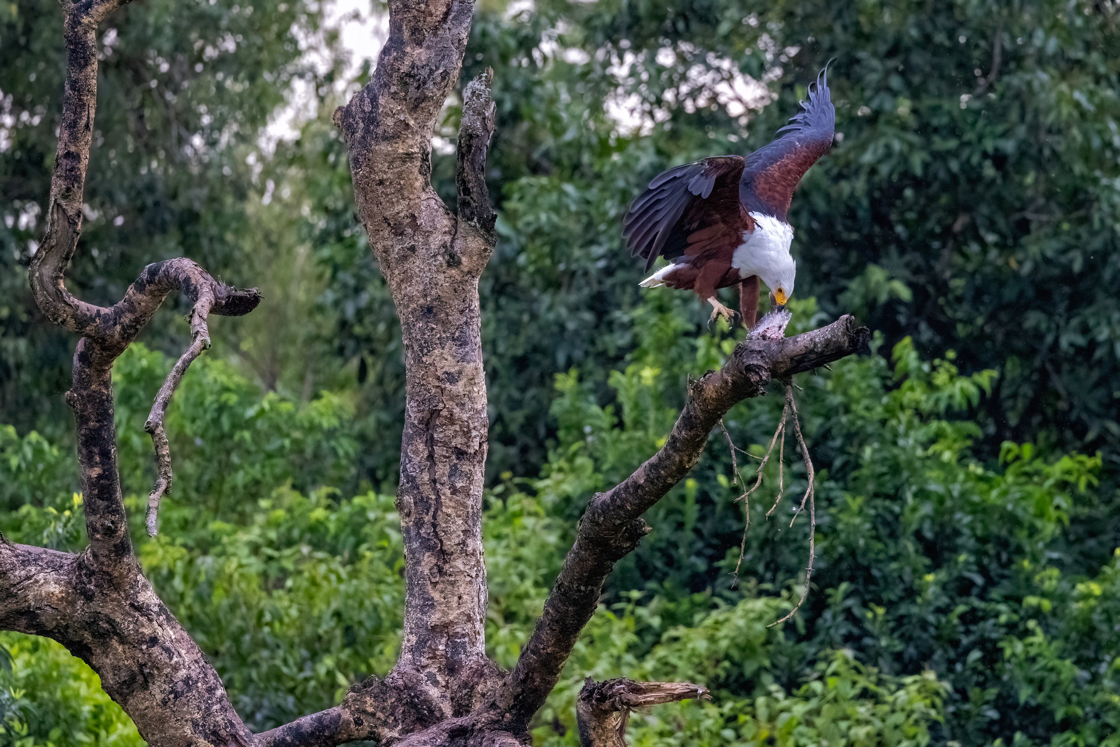 African Fish-eagle feeding on a fish - Murchison Falls, Uganda - RM