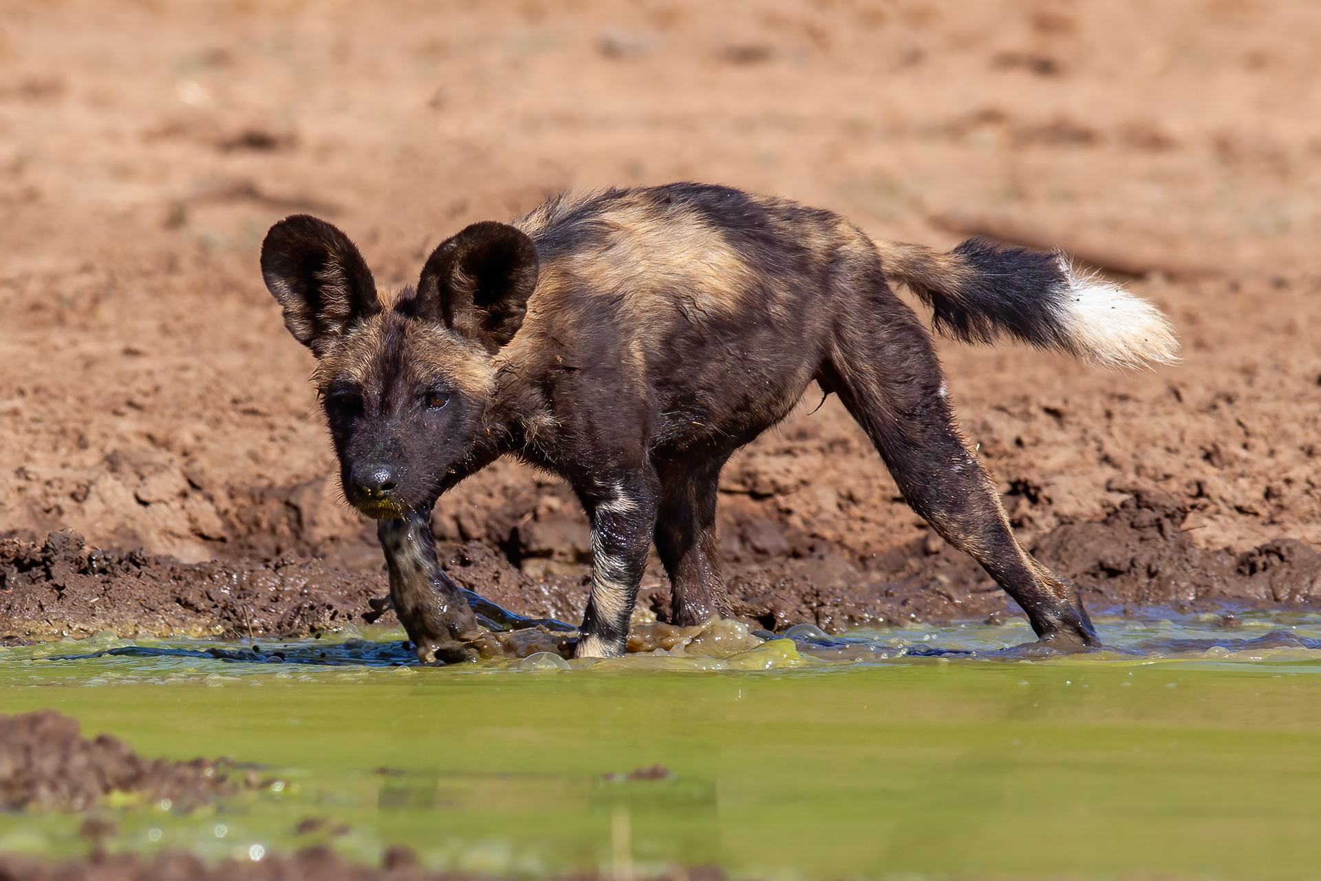 African Wild Dog pup stalking its sibling - Kenya - RM