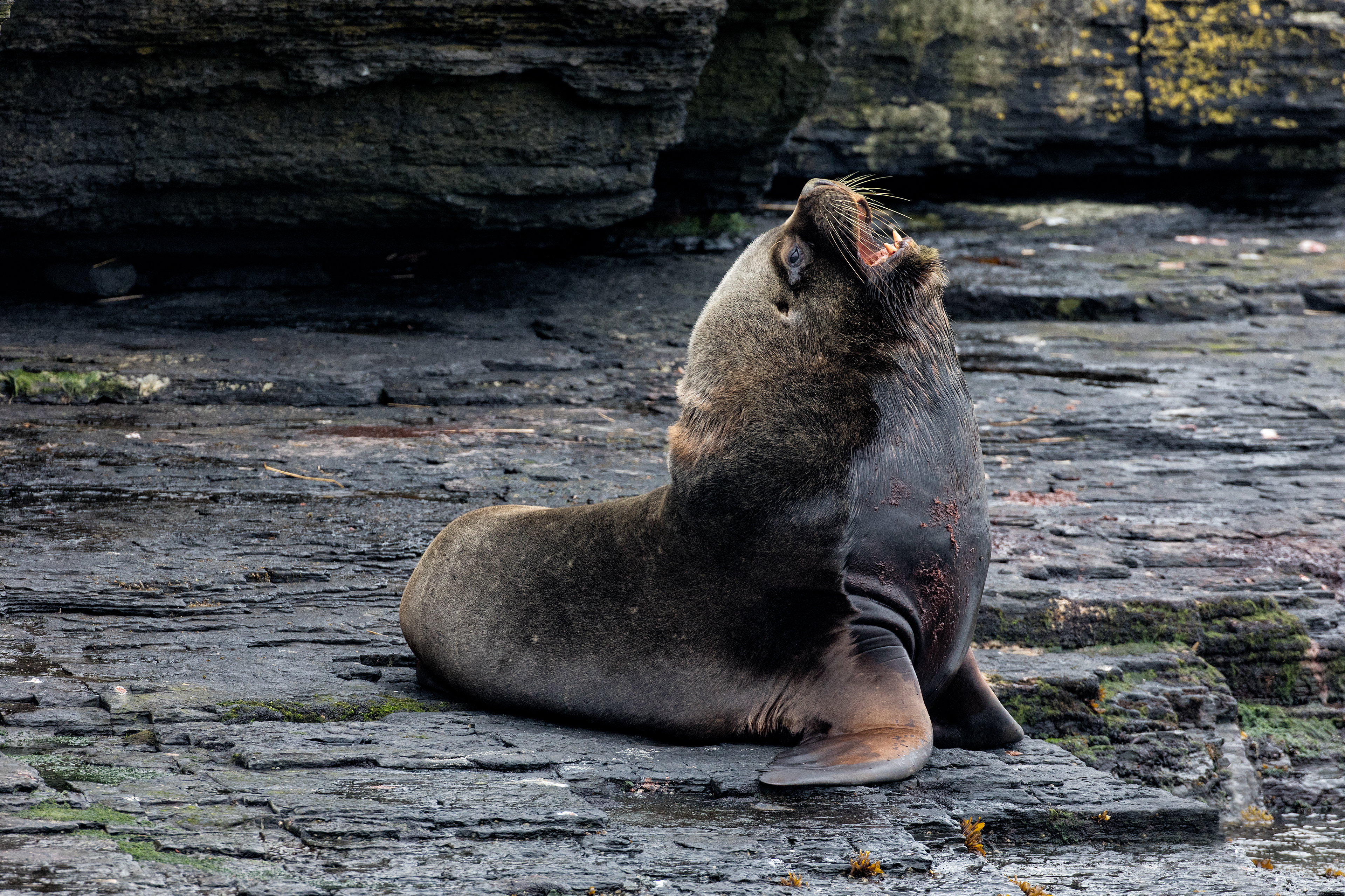 An impressive Bull Sealion - Falklands