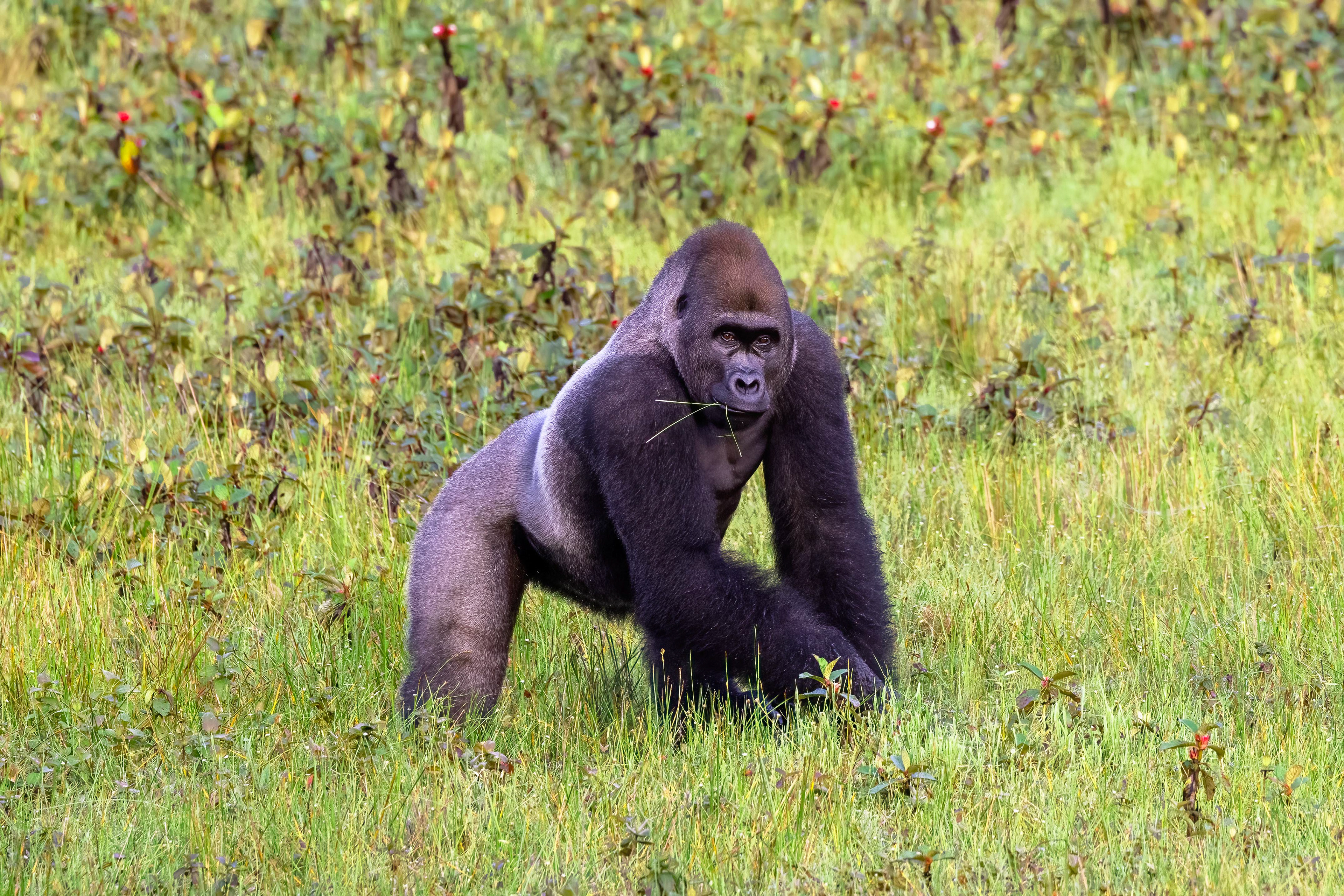 Western Lowland Silverback Gorilla - Odzala, Republic of Congo - RM