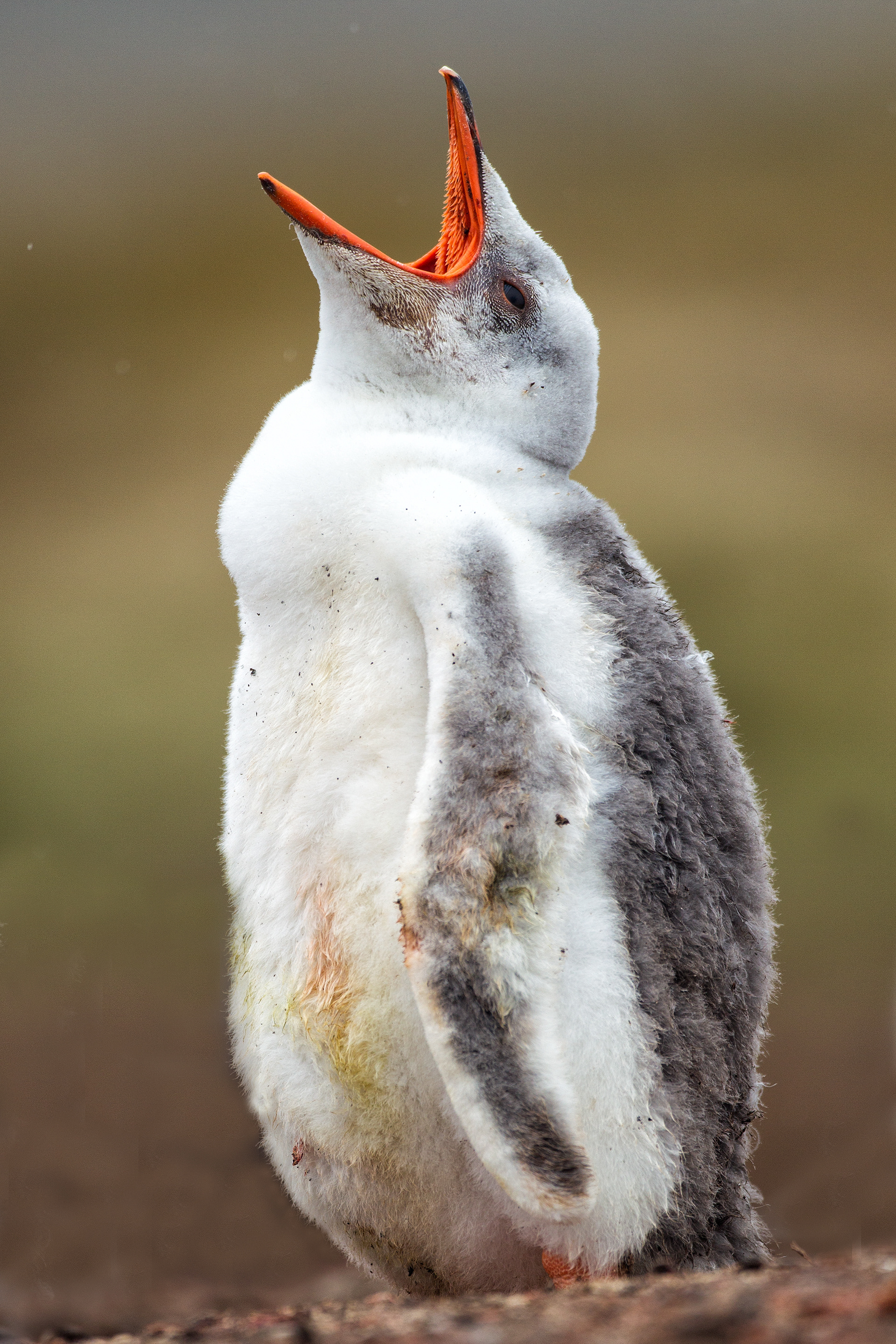 A rare leucistic Gentoo Penguin chick - Falklands 