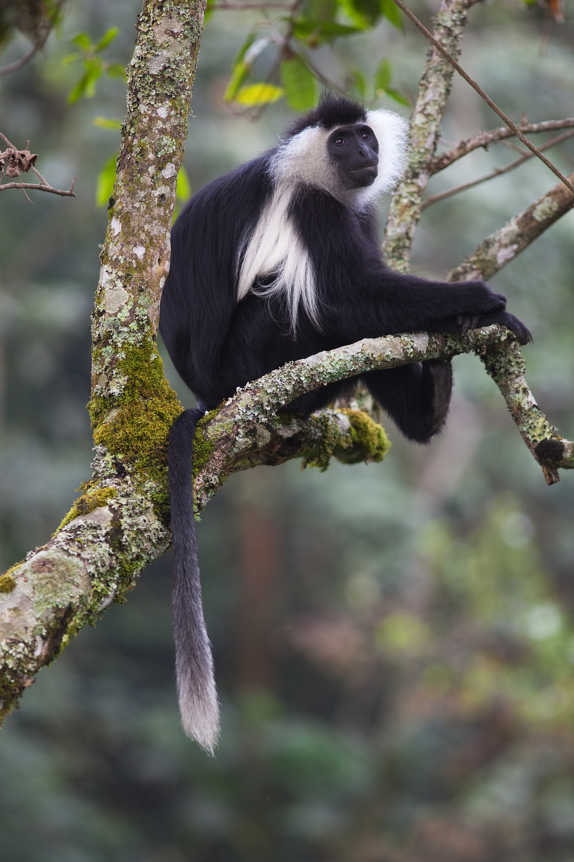 Black and White Colobus Monkey - Rwanda