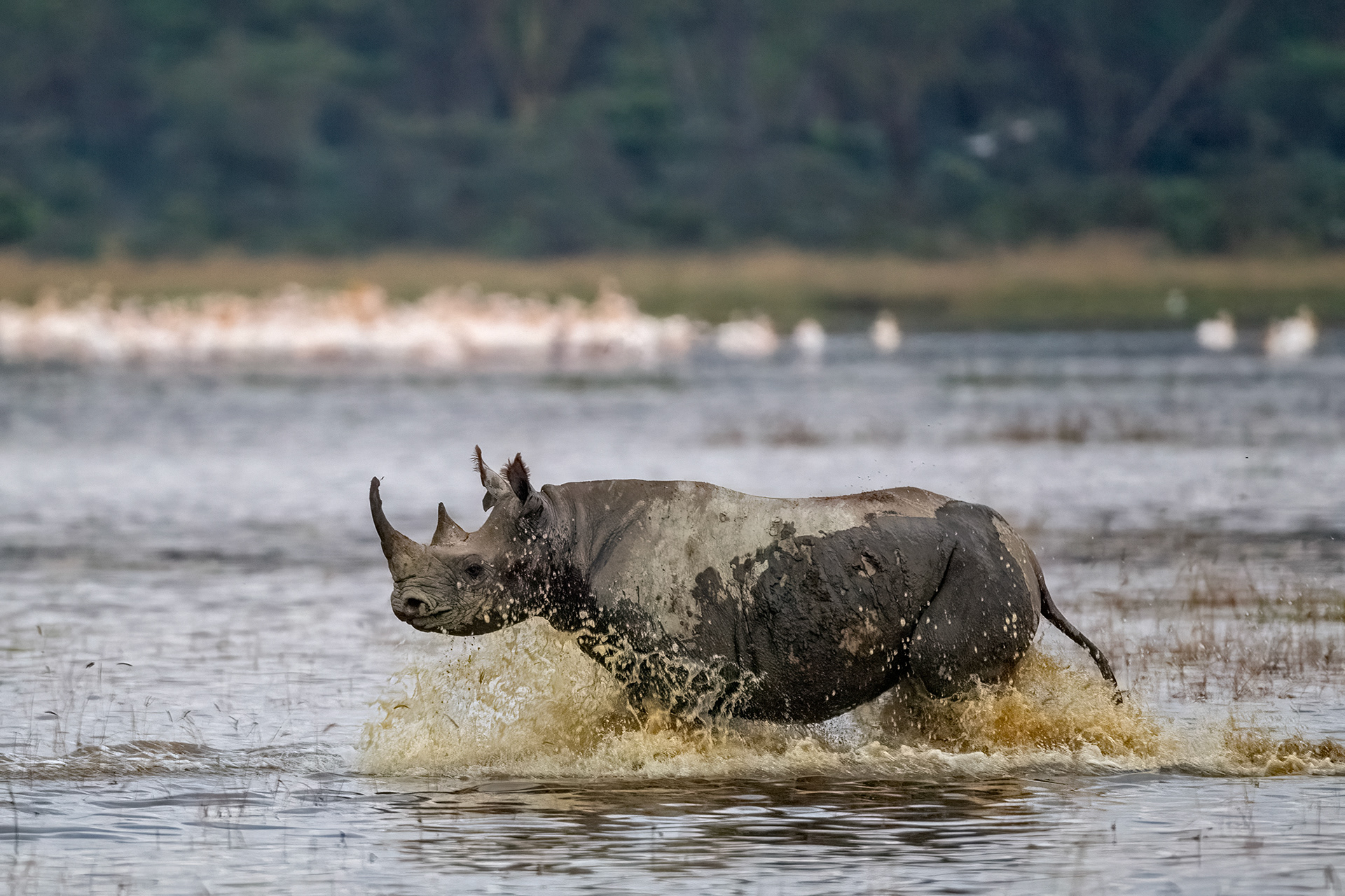 White Rhino running through the shallows of lake Nakuru - Kenya