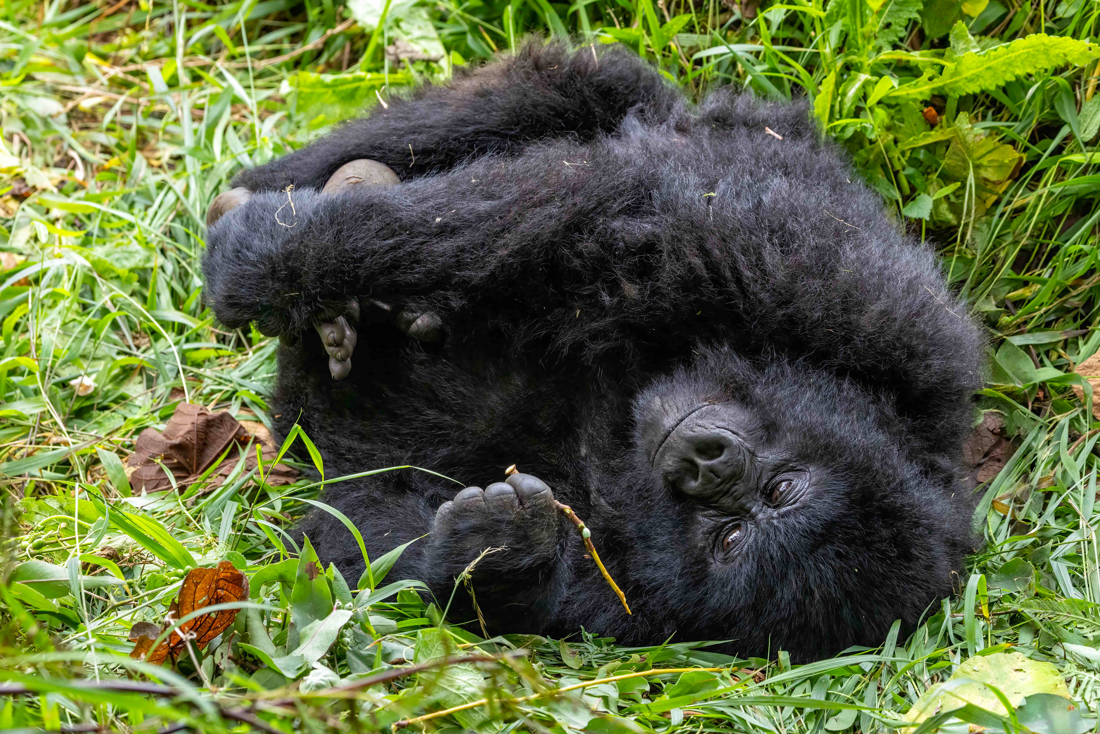 Young Mountain Gorilla - Uganda
