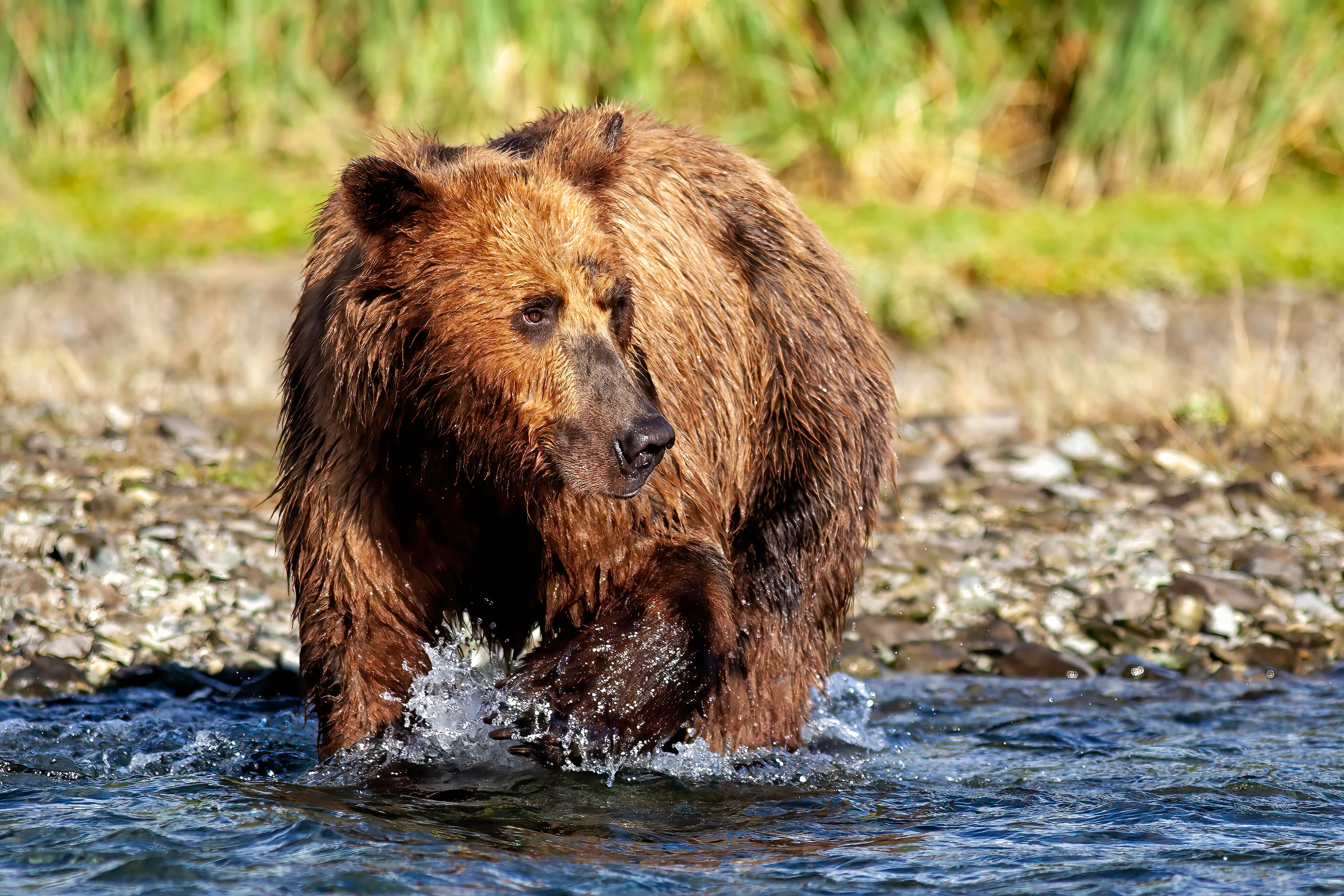 Grizzly Bear fishing in a coastal stream - Katmai Alaska - RM