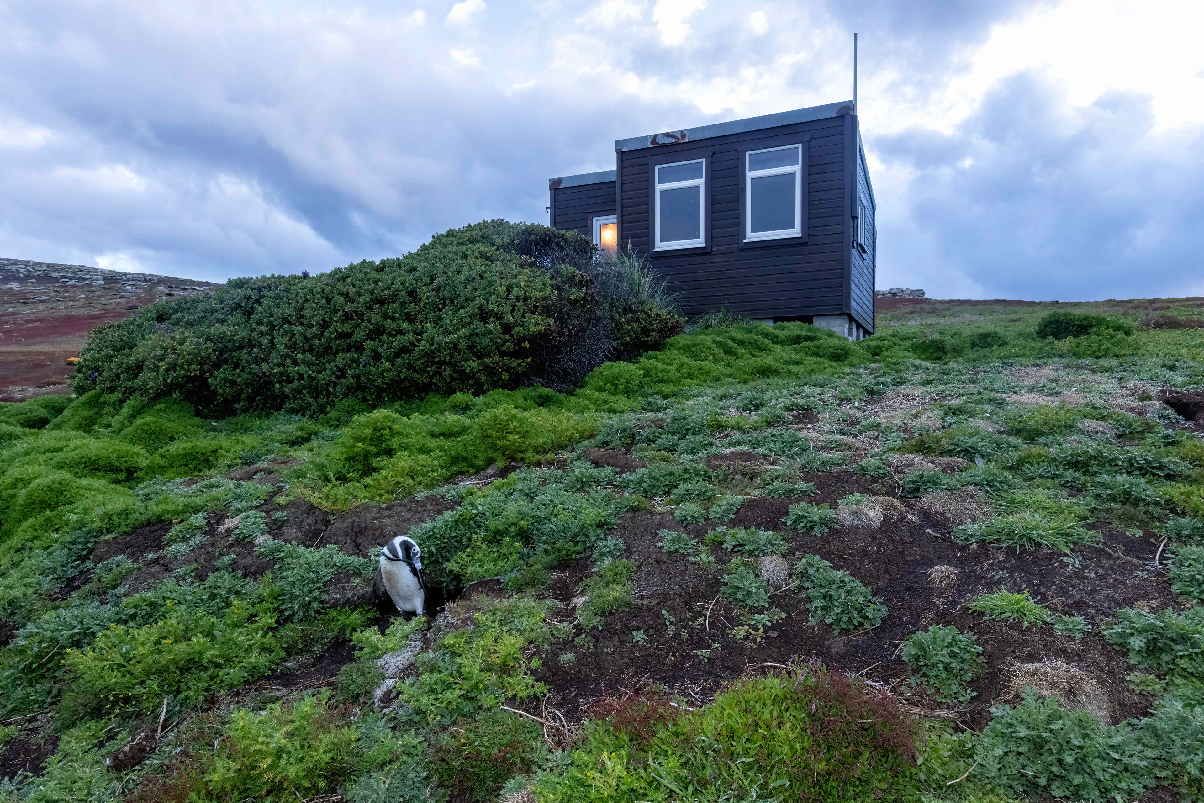 The remote North Hut on New Island - Falklands