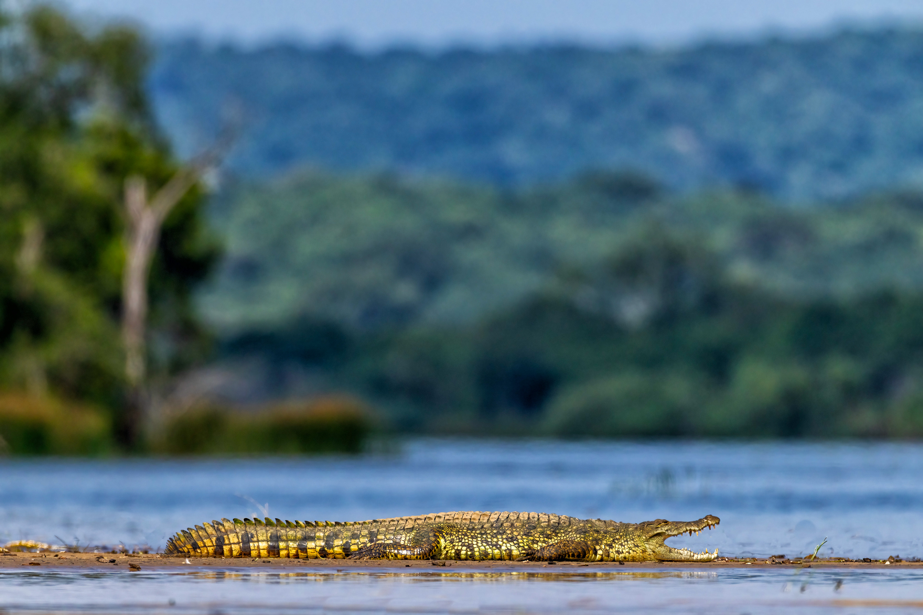 Nile Crocodile - Murchison Falls National Park, Uganda