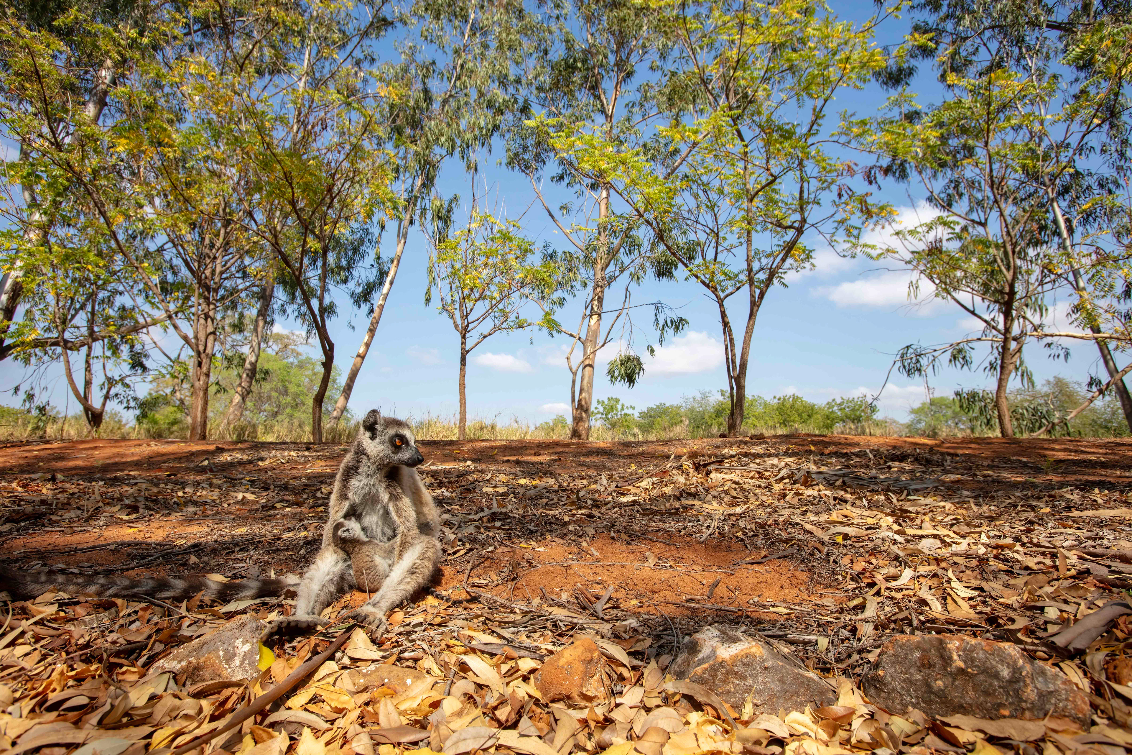 Ring-tailed Lemur suckling newborn - Berenty