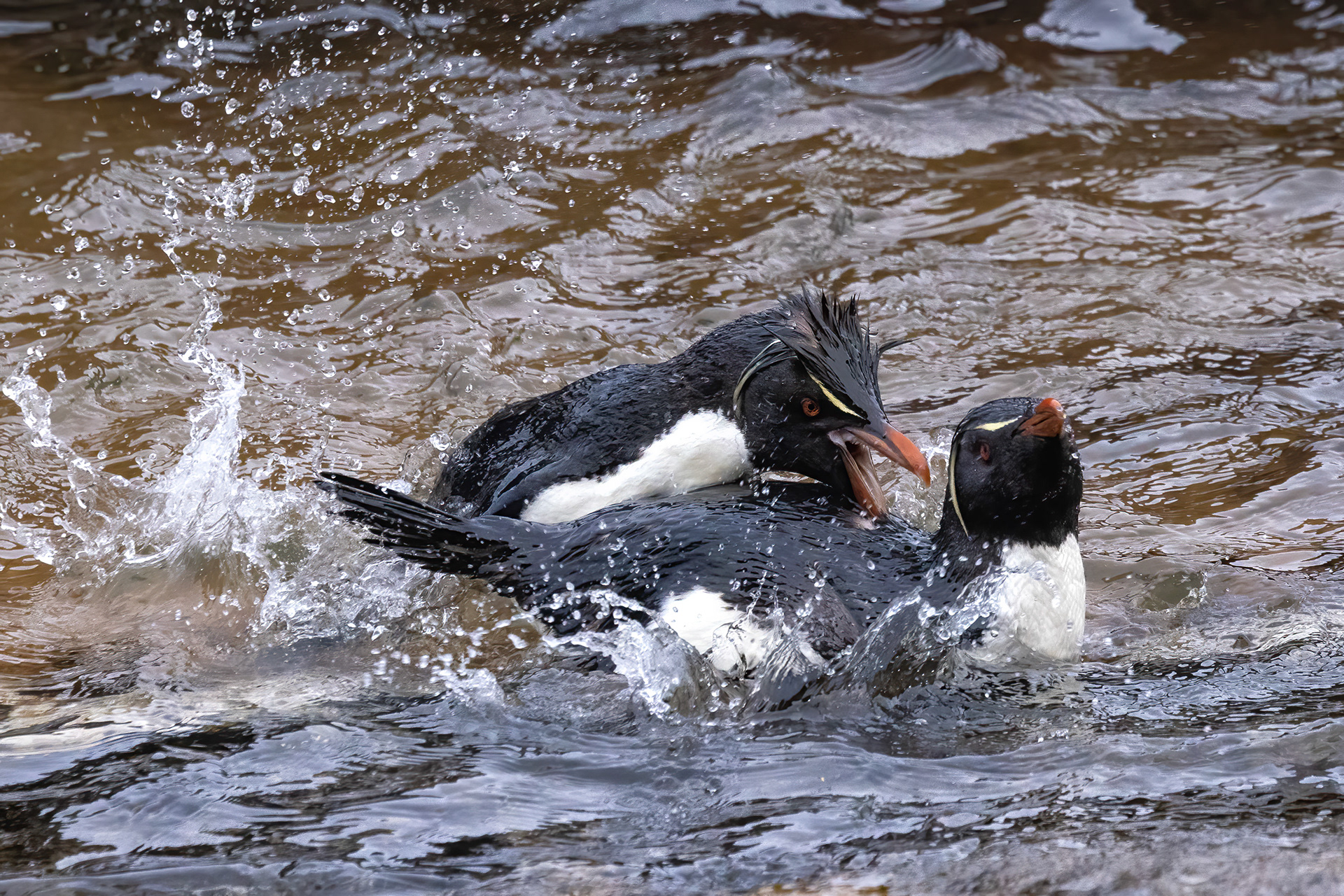 Southern Rockhoppers playing in a rock pool - Falklands