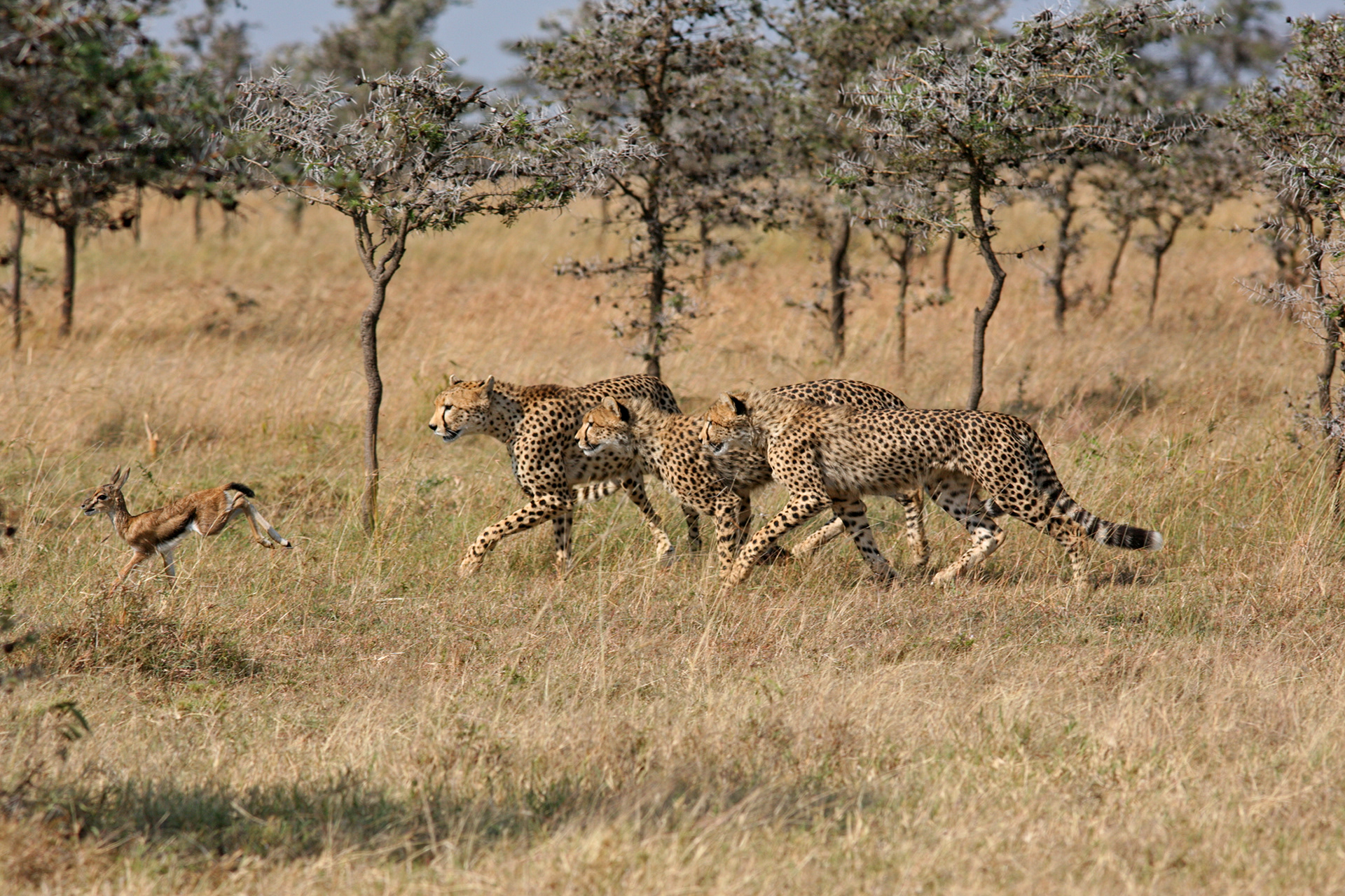 Young Cheetahs learning to hunt - Masai Mara