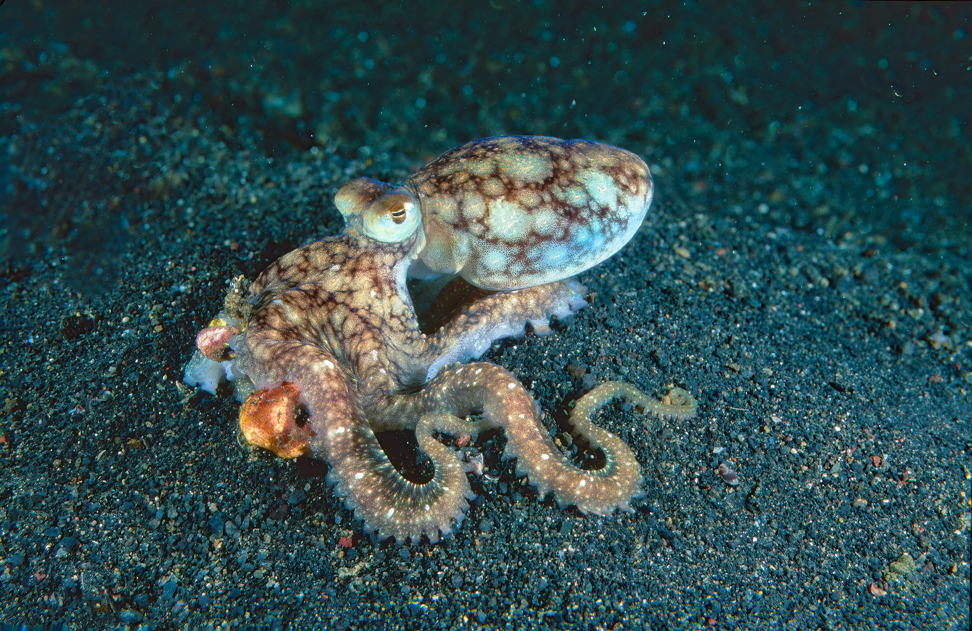 Octopus - Sulawesi, Indonesia