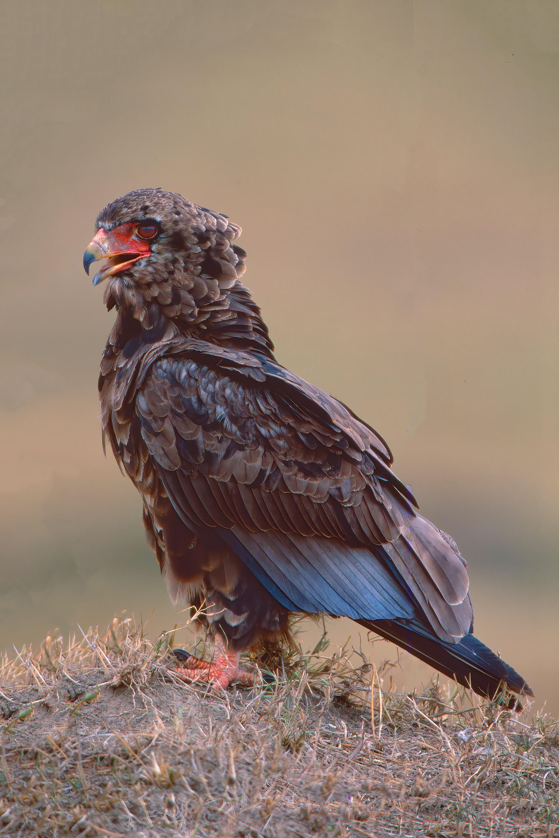 Juvenile Bateleur Eagle - Masai Mara 