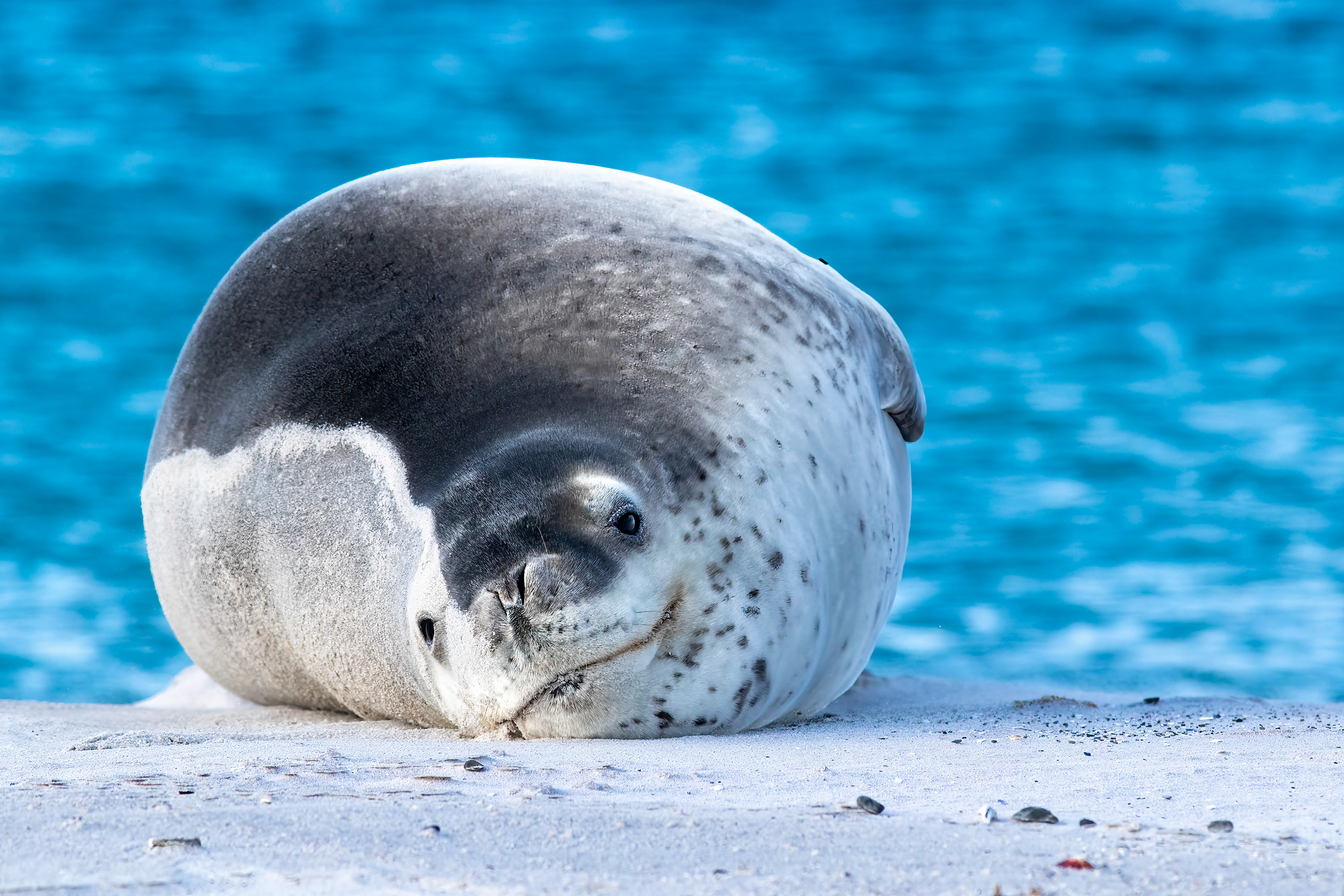 Very large Leopard Seal dozing on the beach - Falklands - DR