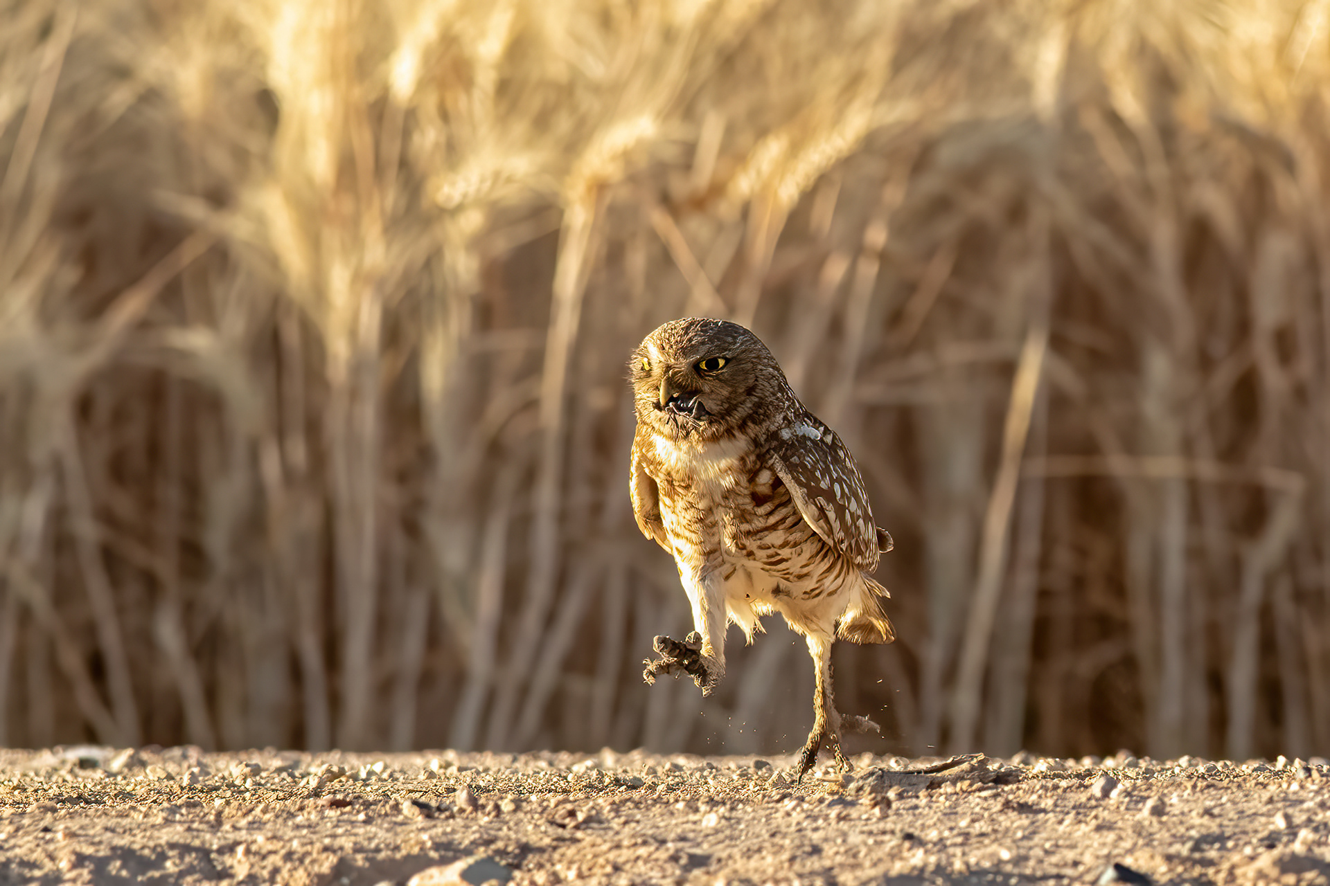 Burrowing Owl adult - RM