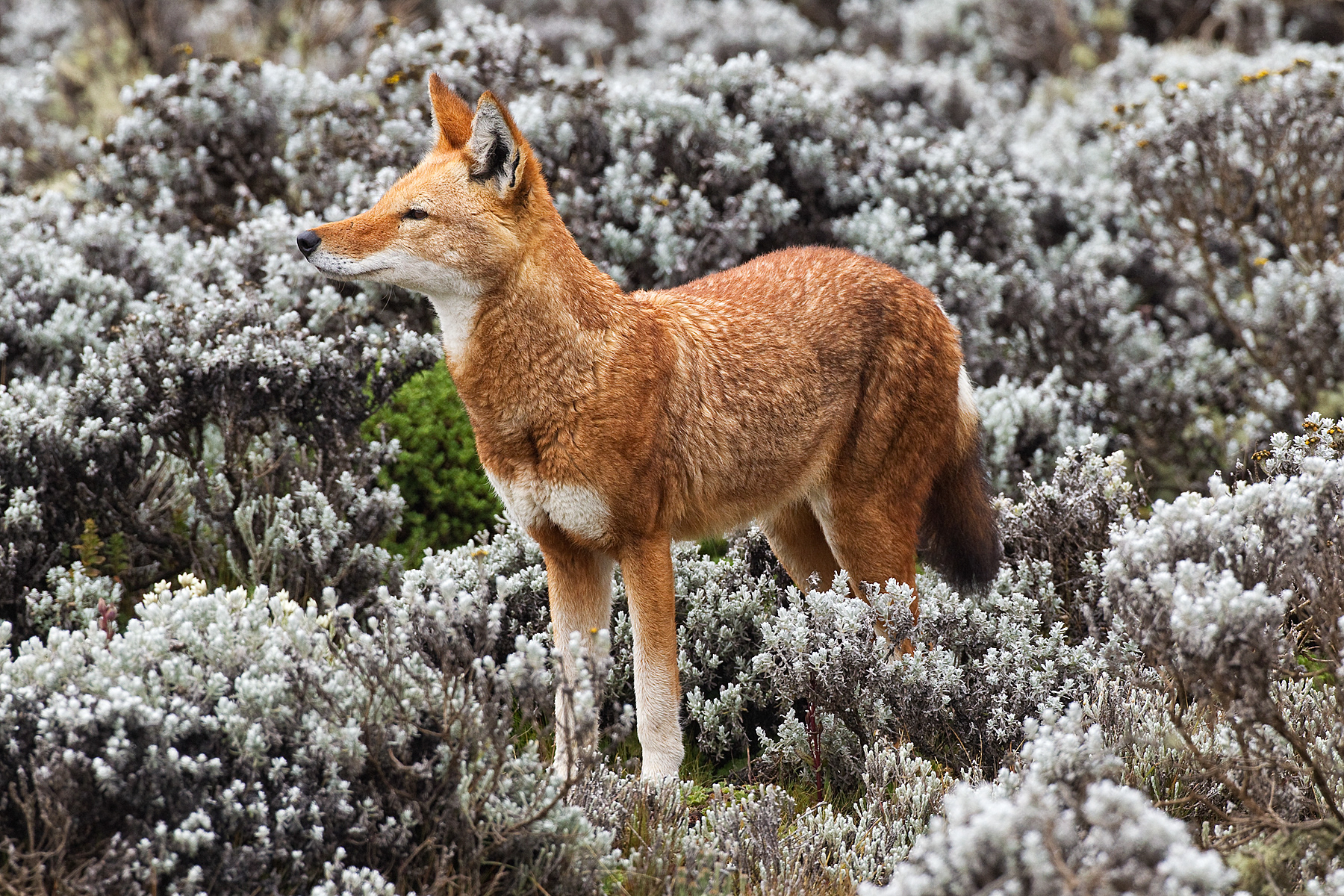 Ethiopian Wolf - Bale Mountains, Ethiopia