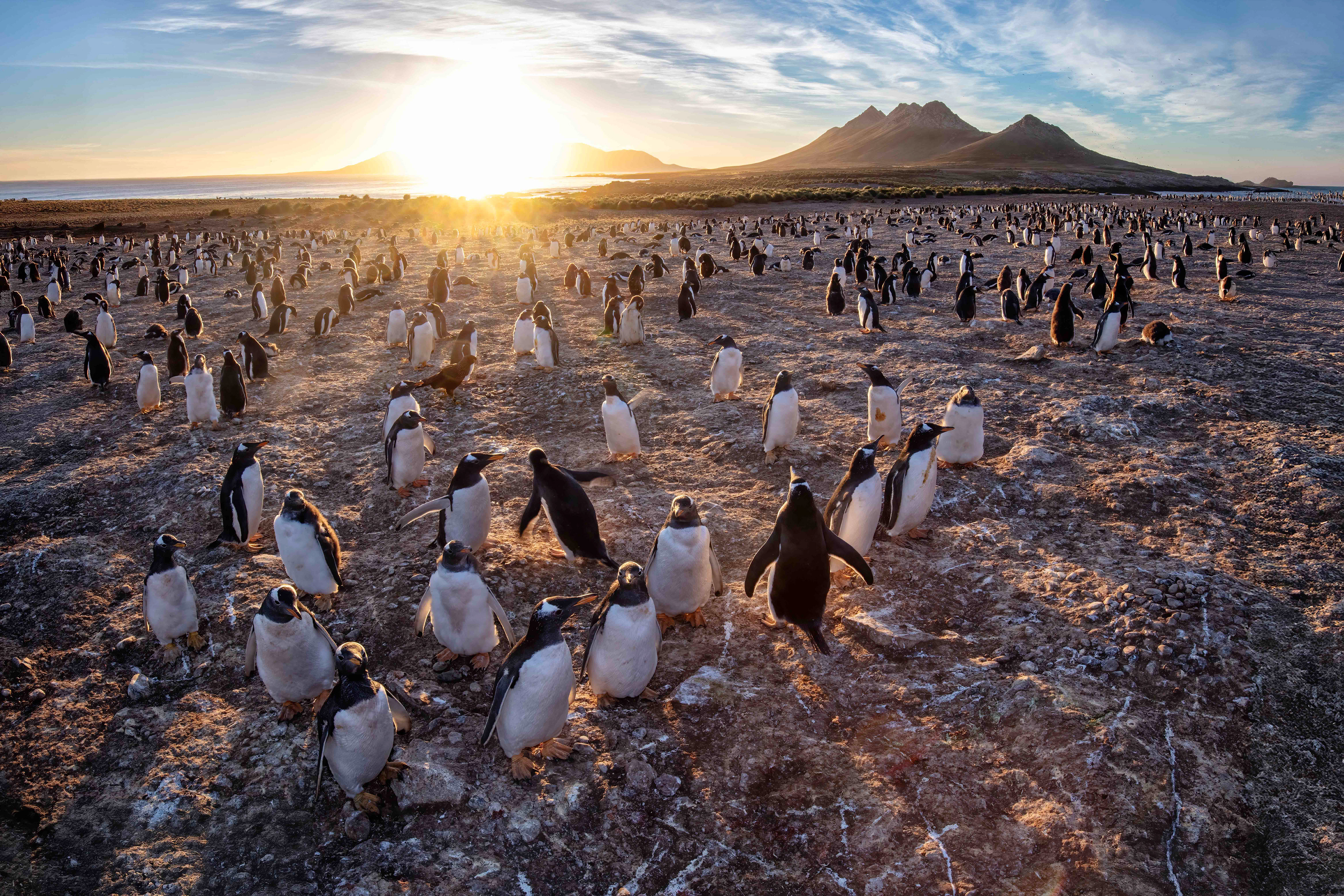 Gentoo Penguin colony at sunrise on Steeple Jason - Falklands