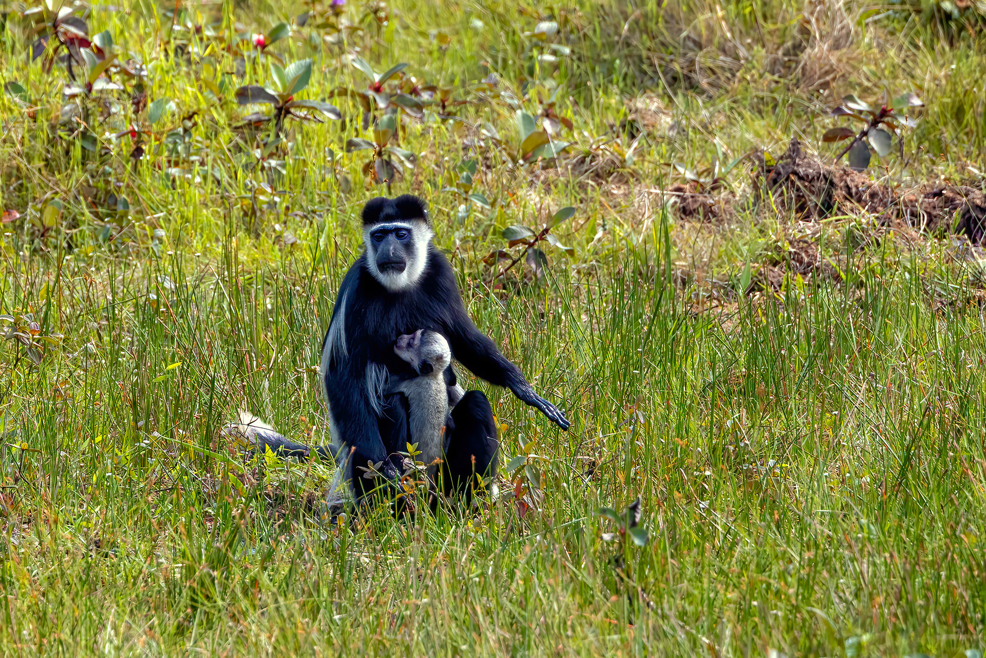 Black & White Colobus mother & baby - Odzala, Republic of Congo - RM
