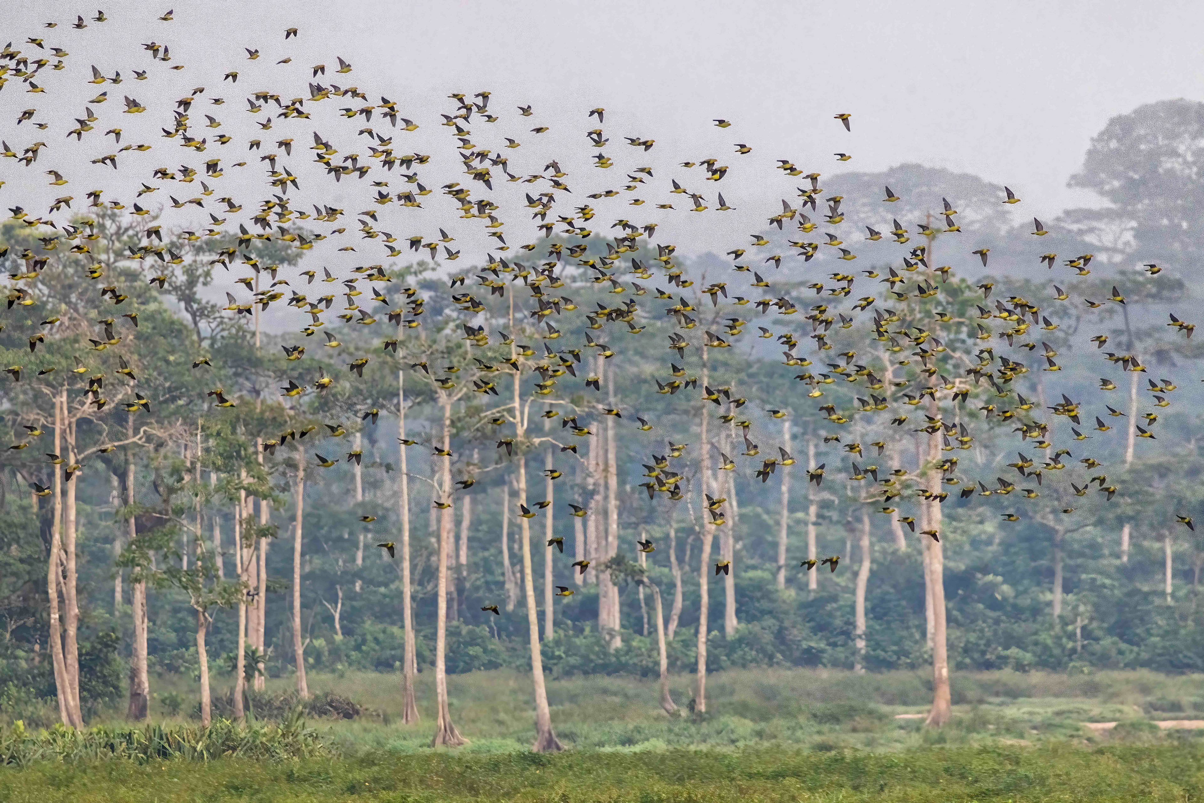 Flock of African Green Pgeons in Capitale Bai - Odzala, Republic of Congo-RM