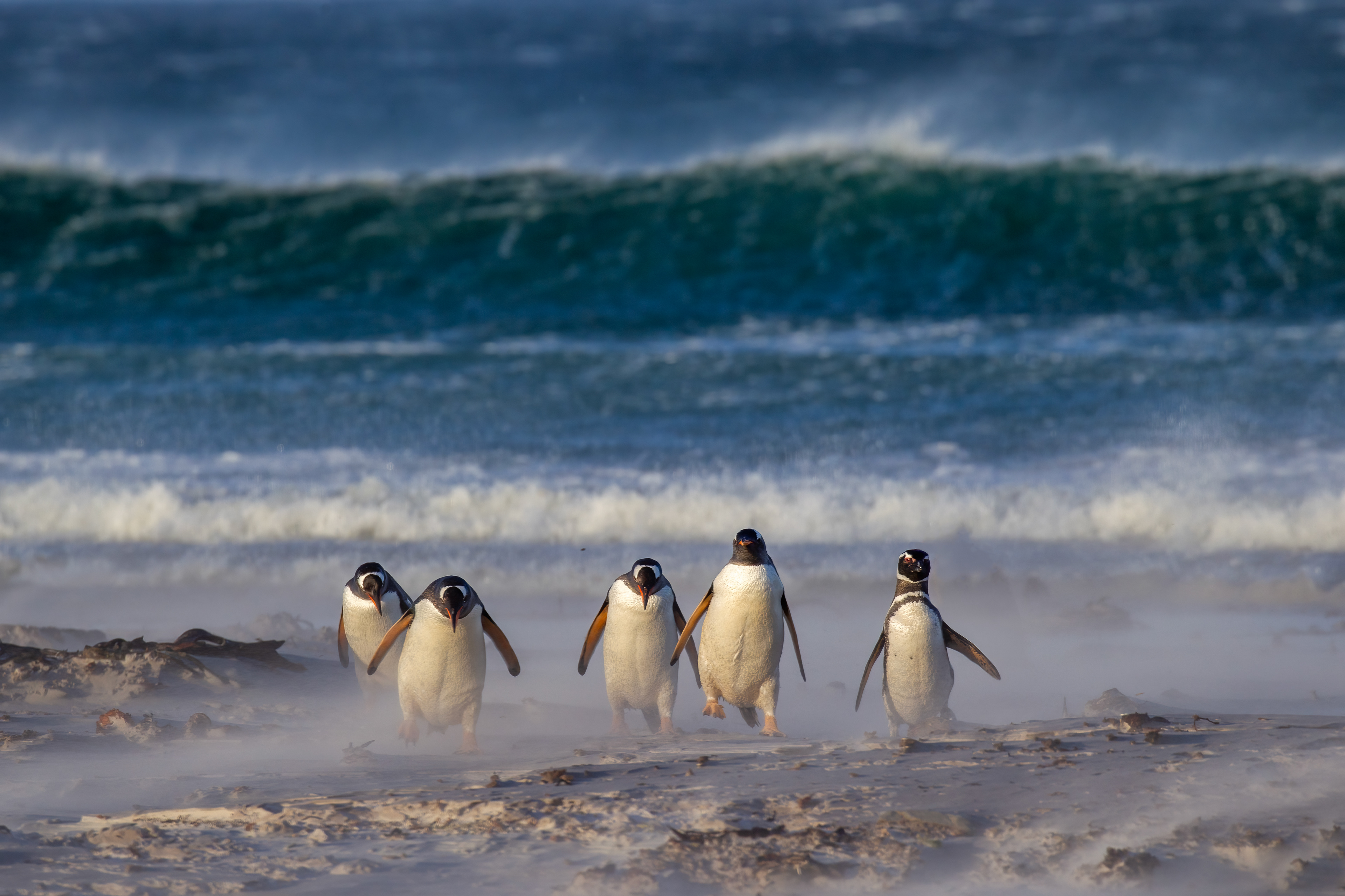 Gentoo Penguins battling fierce winds on Volunteer beach - Falklands