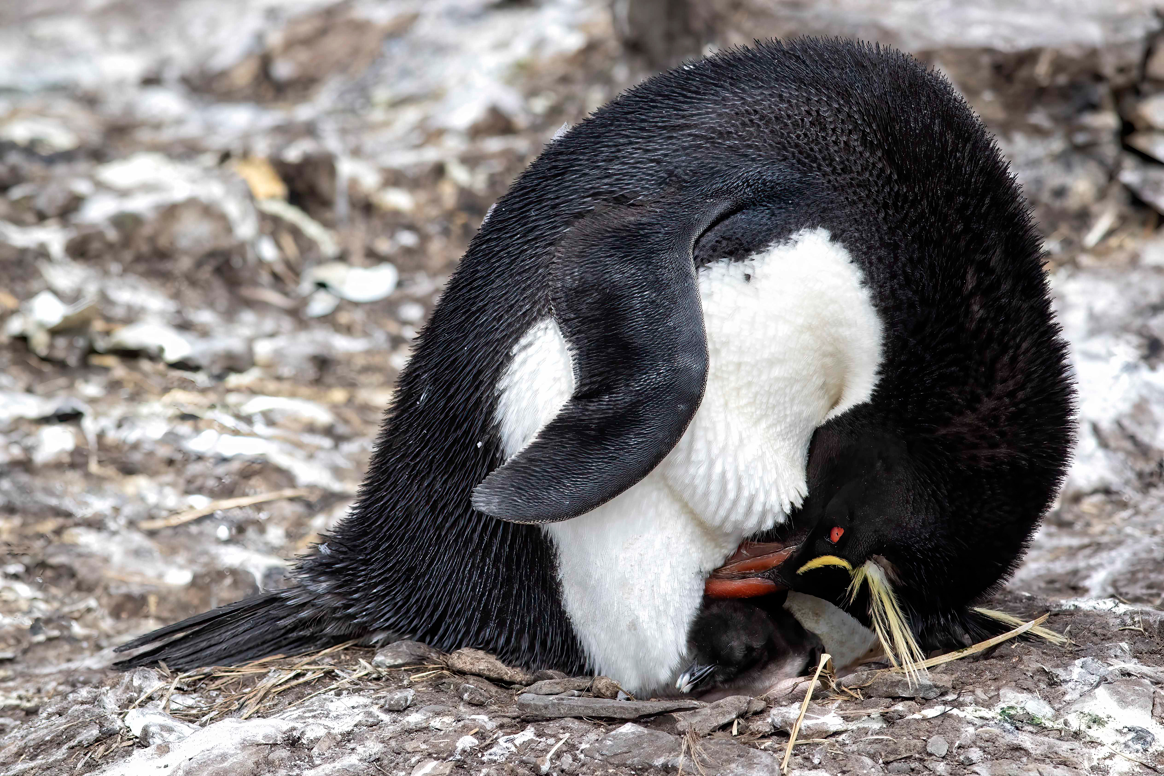 Rockhopper Penguin with a newly hatched chick - Falklands - RM