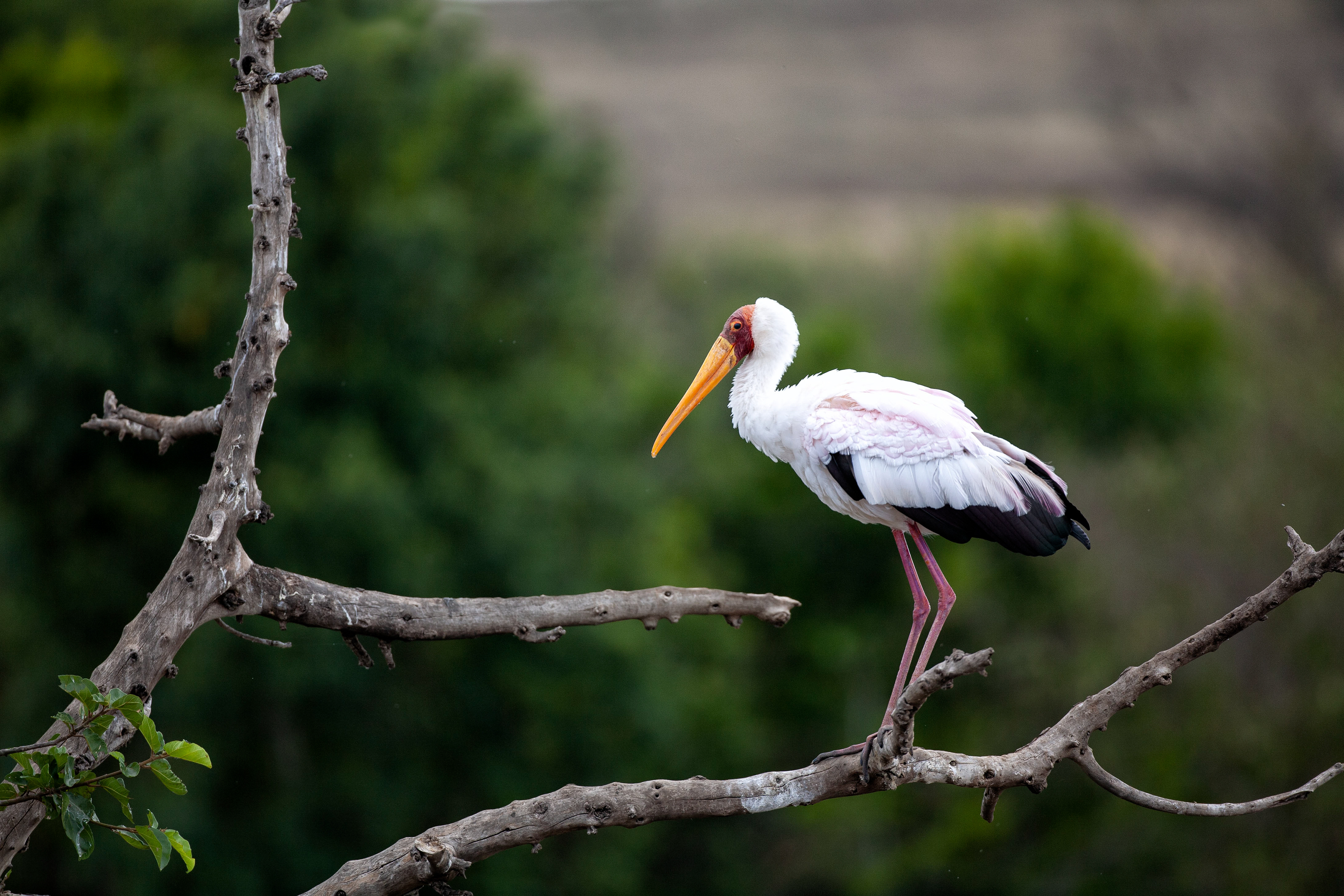 Yellow-billed Stork - Masai Mara