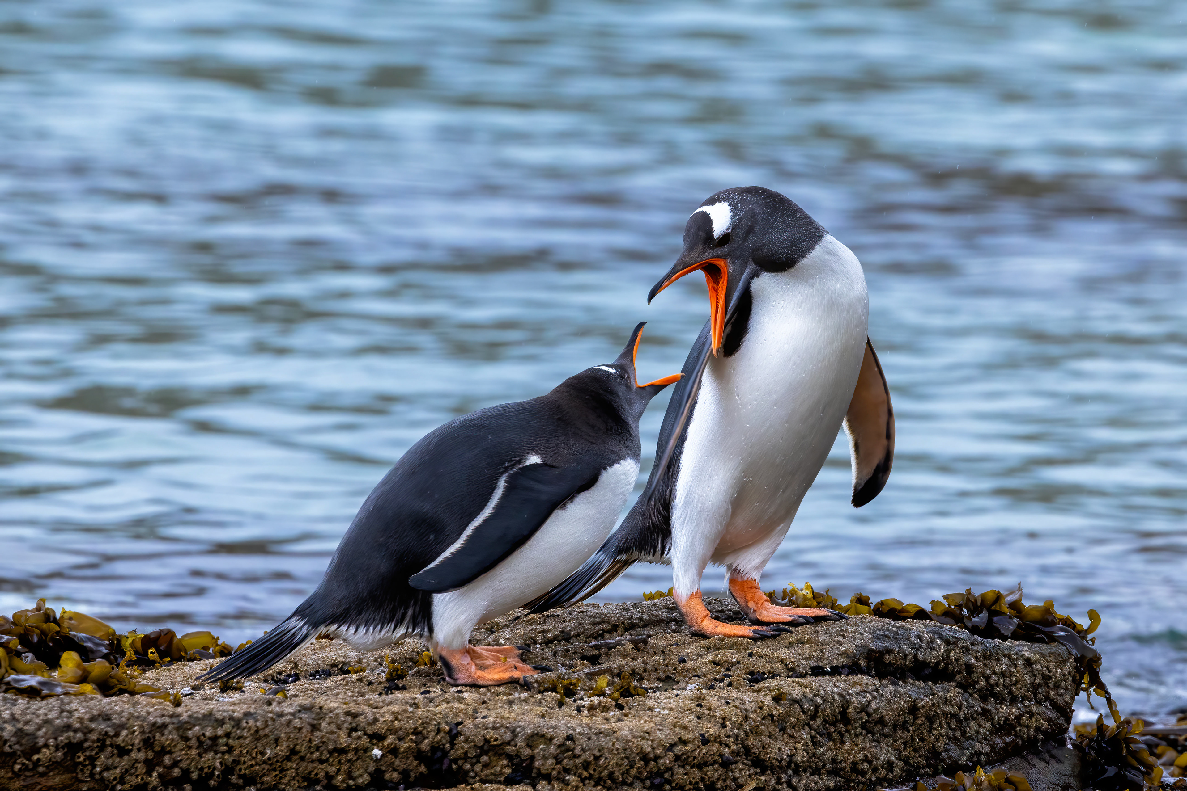 Squabbling Gentoo penguins - Falklands