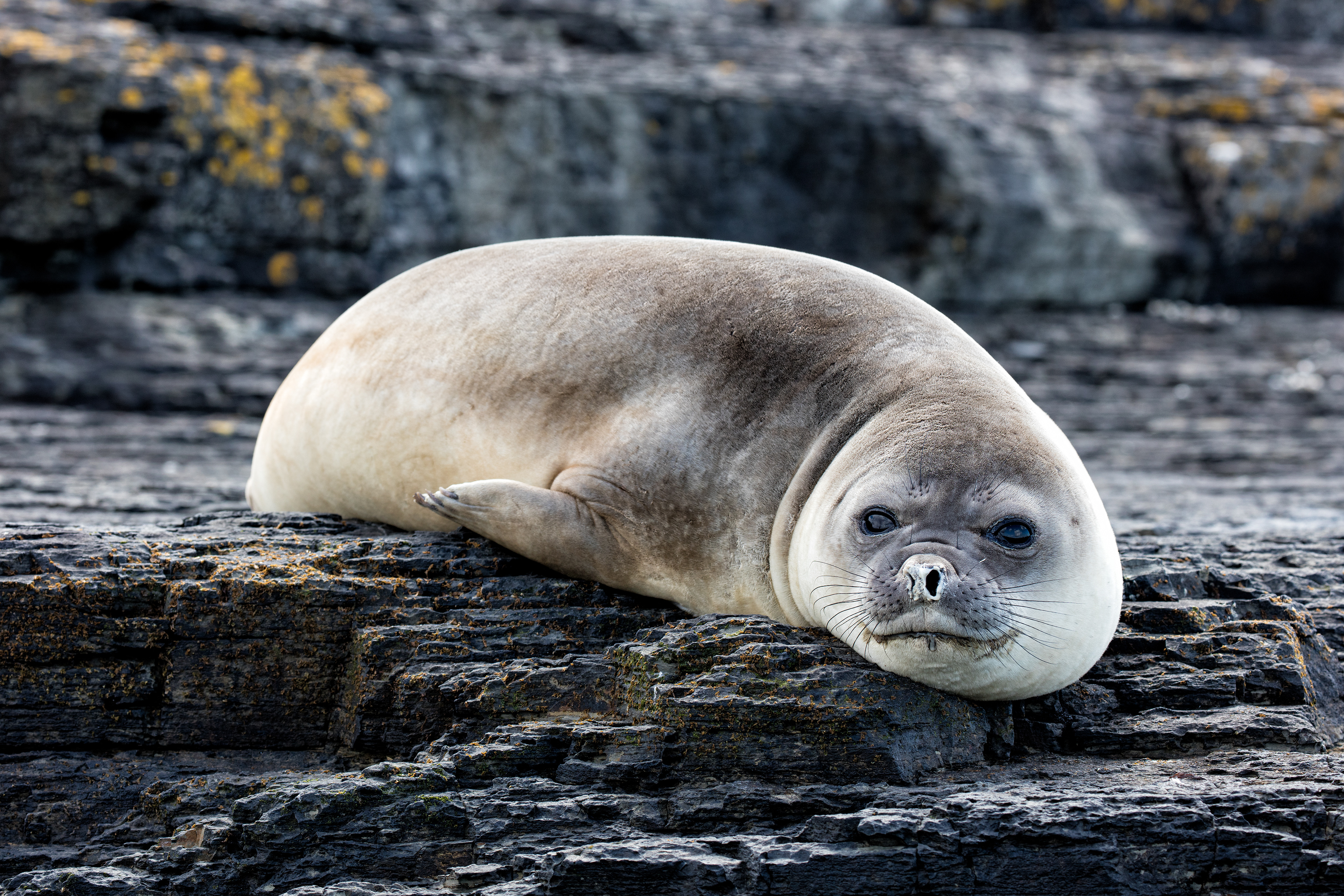 Young Elephant Seal - Falklands