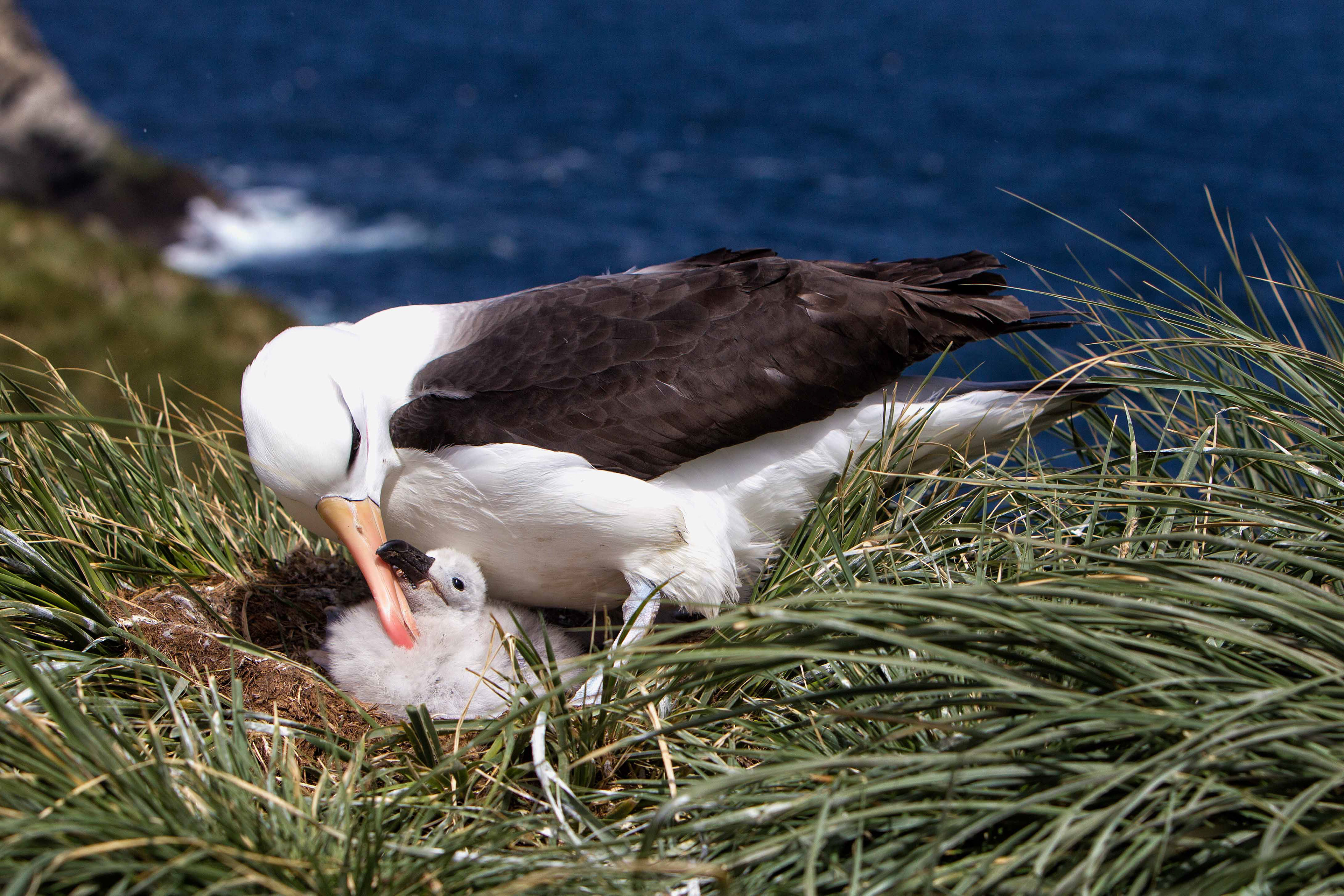 Black-browed albatross chick being fed - Falklands
