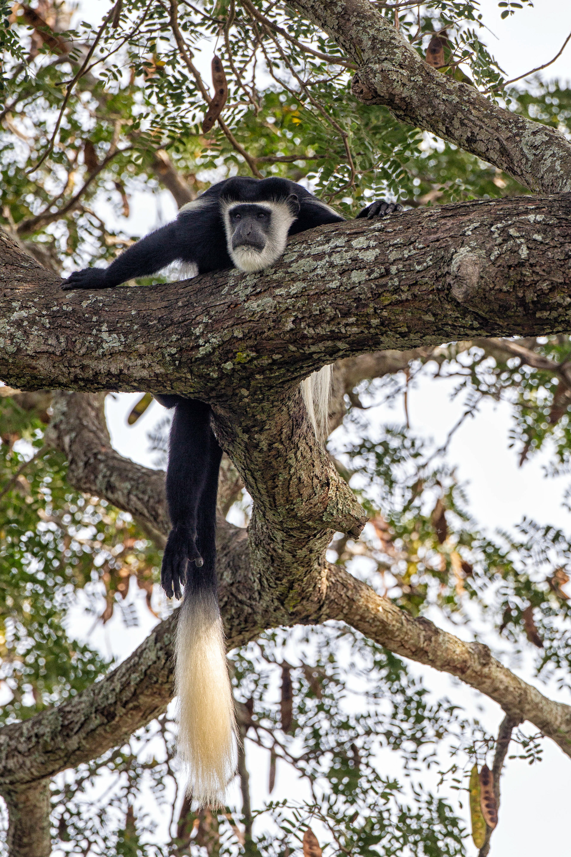 Black & White Colobus Monkey relaxing on the edge of the Nile River - Uganda