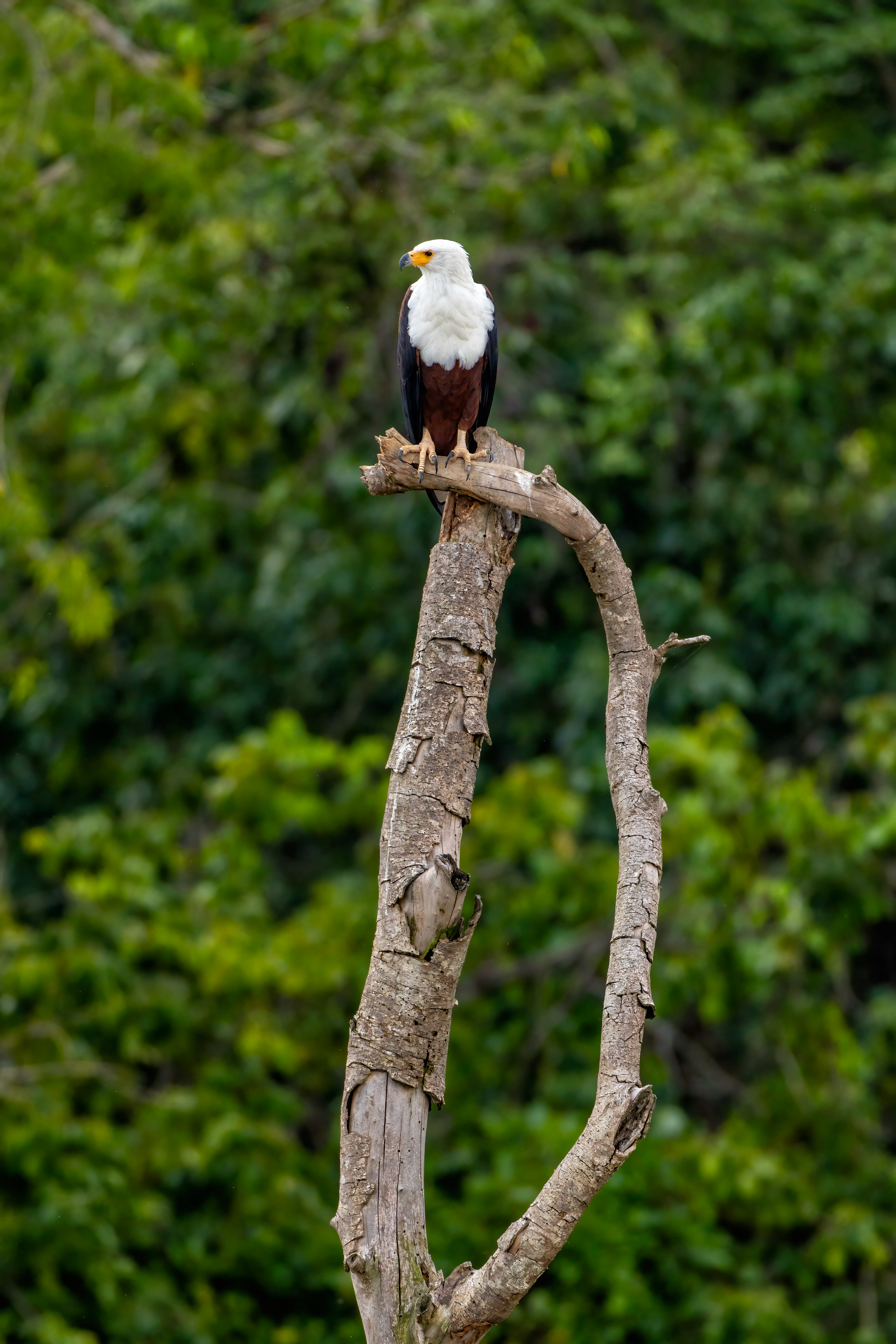 African Fish Eagle - Murchison Falls National Park, Uganda