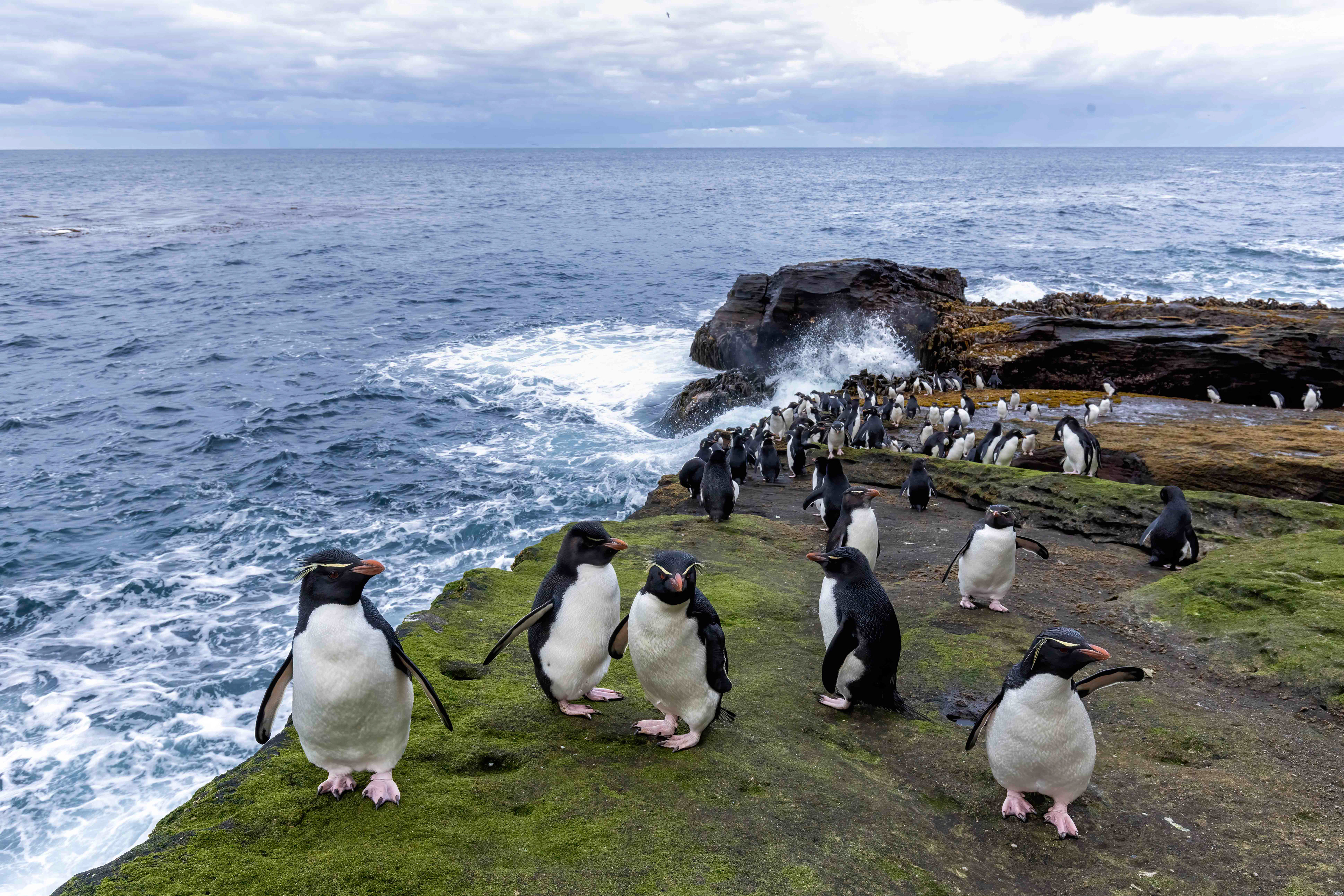 Southern Rockhopper Penguins - Falklands