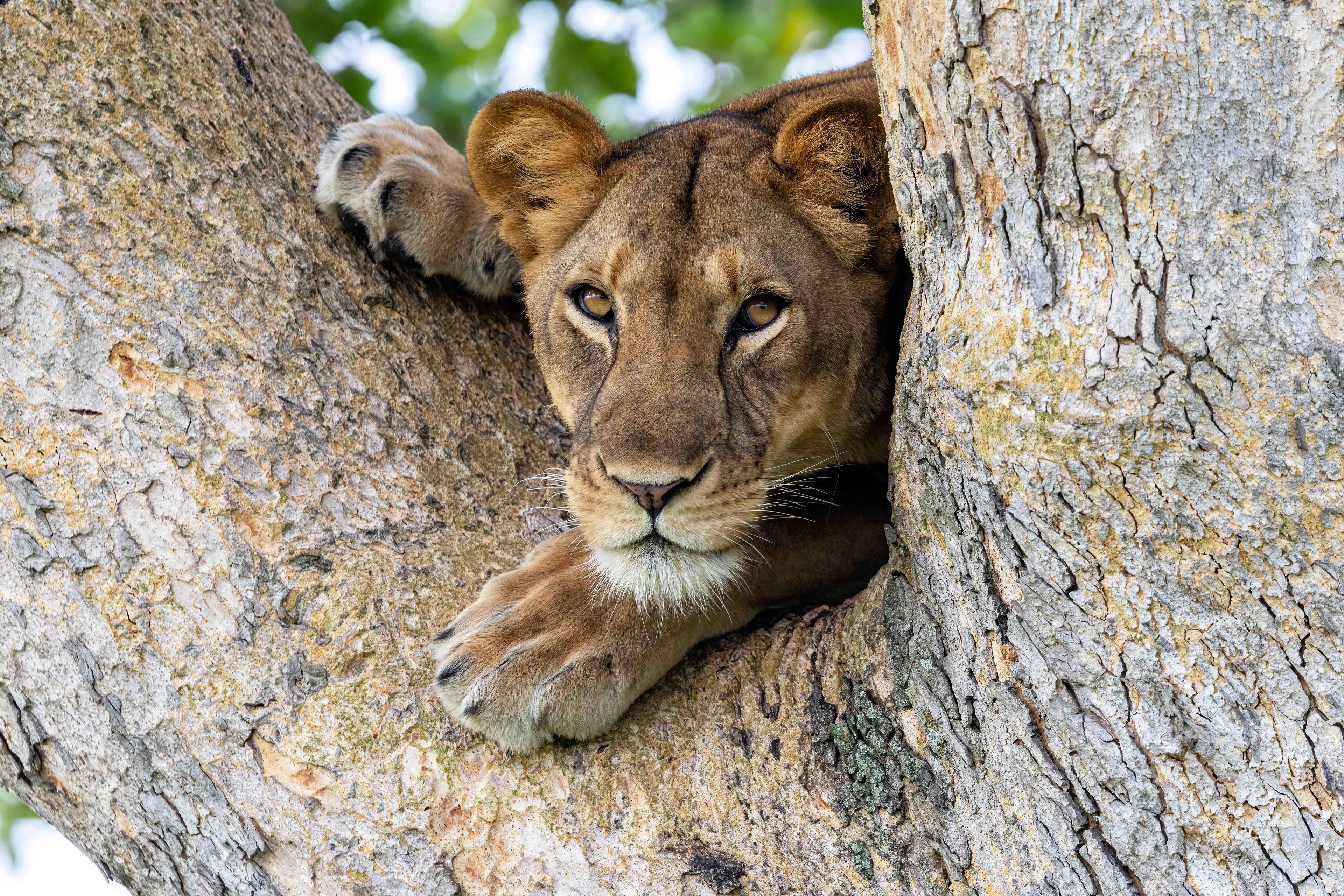 Lioness - Ishasha, Uganda