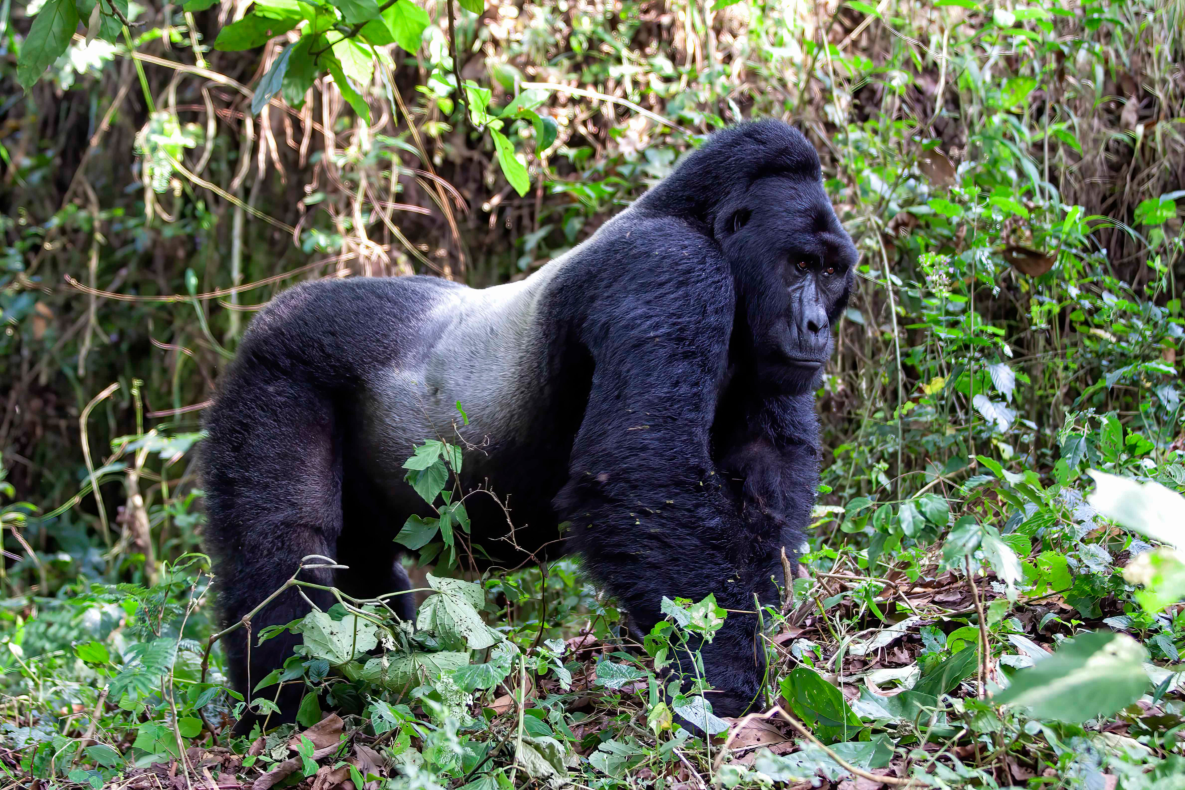 Silverback Mountain Gorilla - Uganda