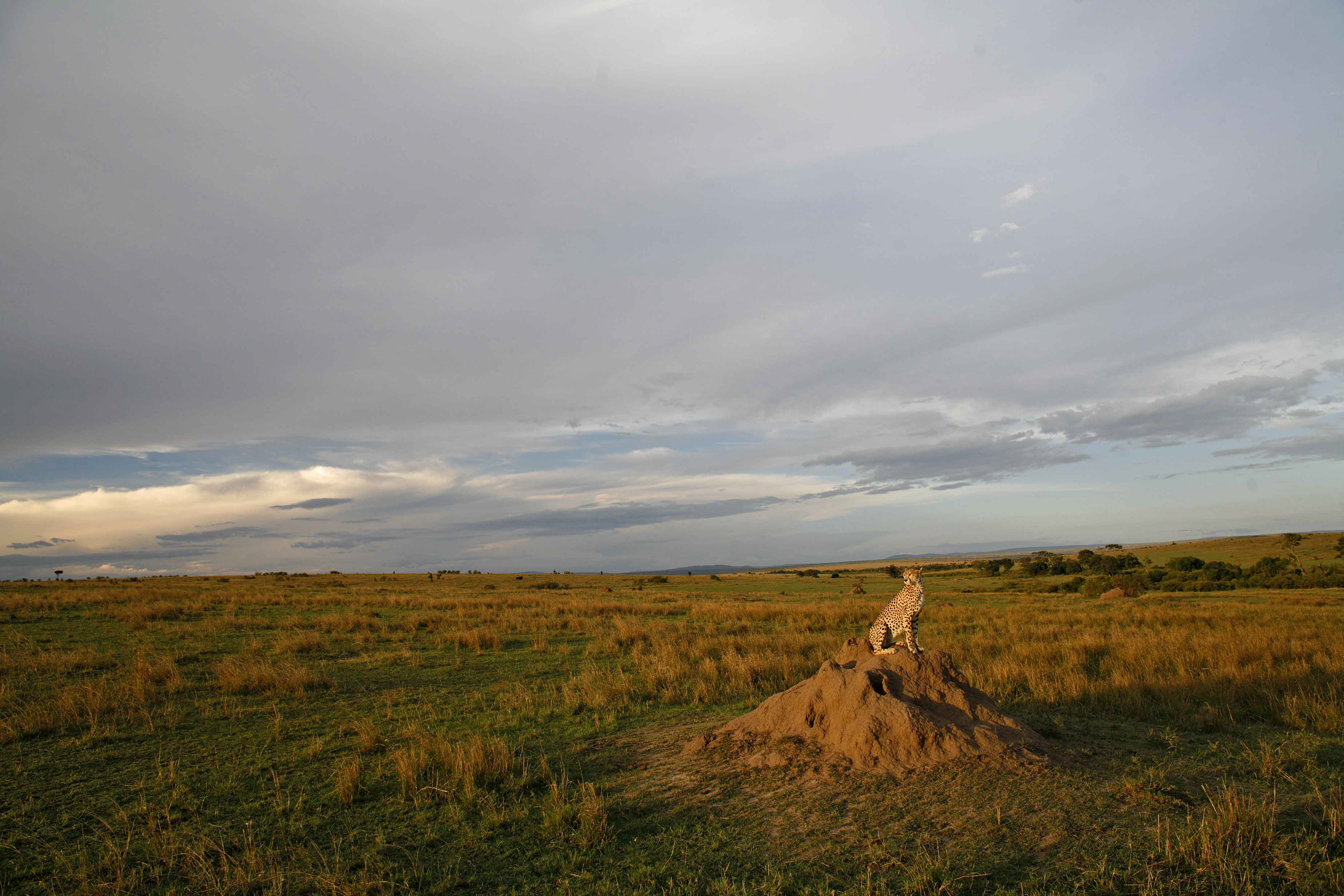 Female Cheetah - Masai Mara