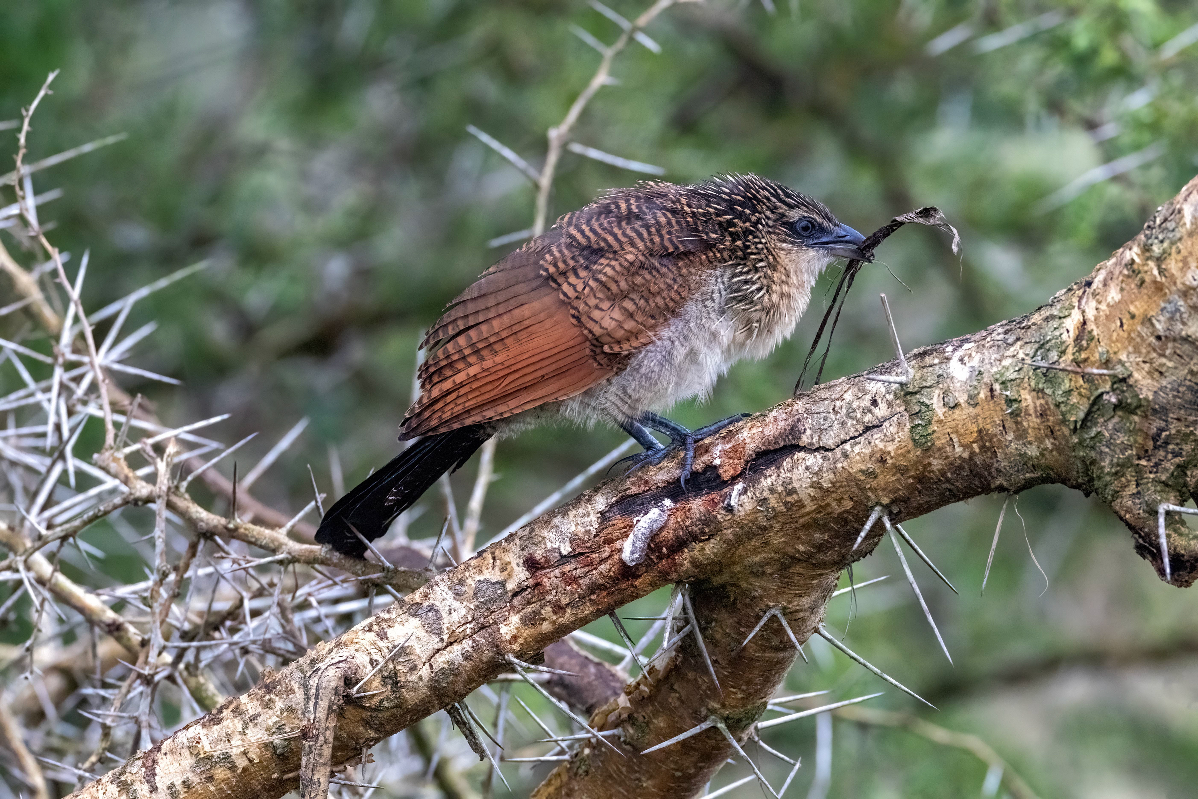 African Cuckoo - Ishasha, Uganda
