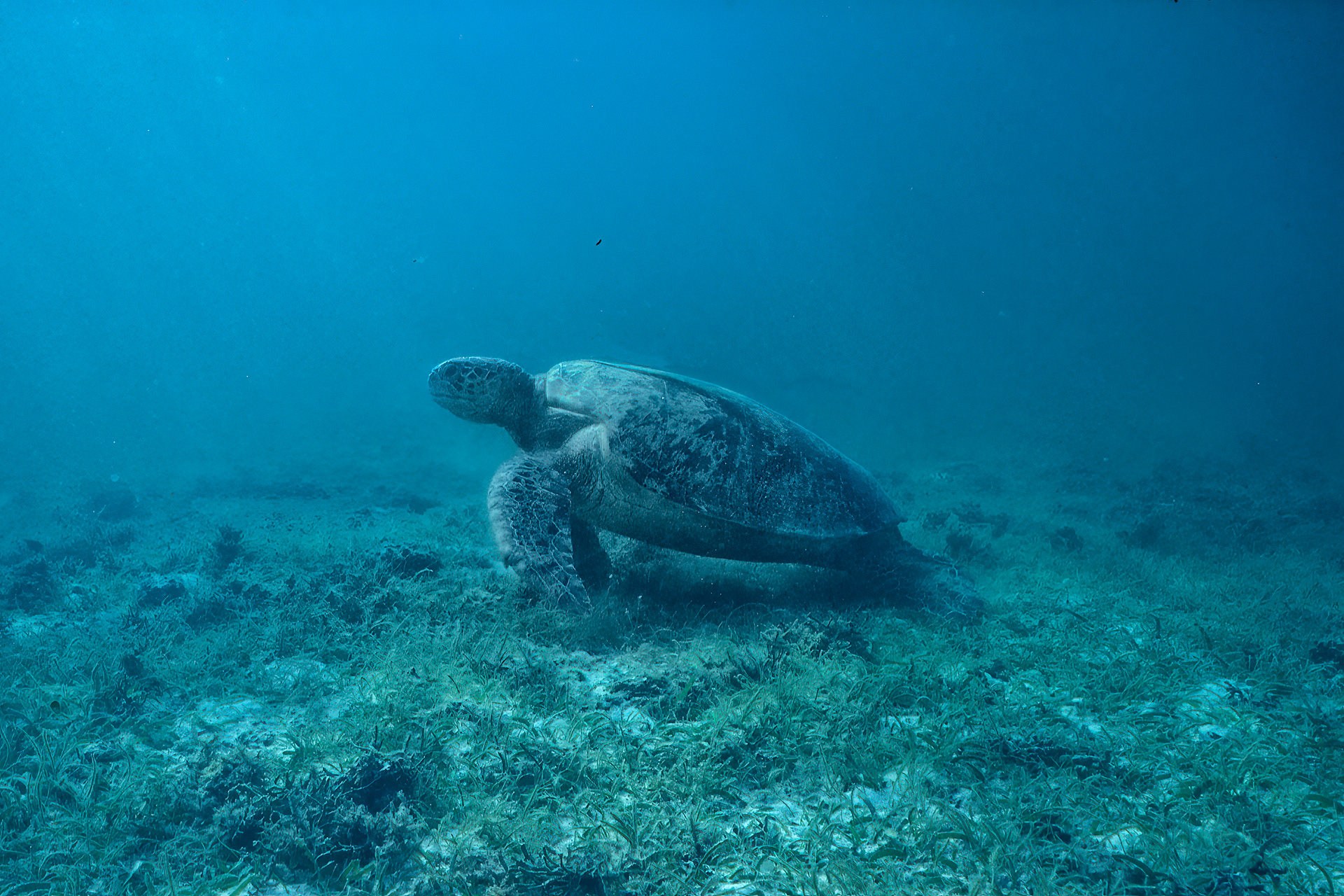 Green Turtle - Kalimantan, Indonesia