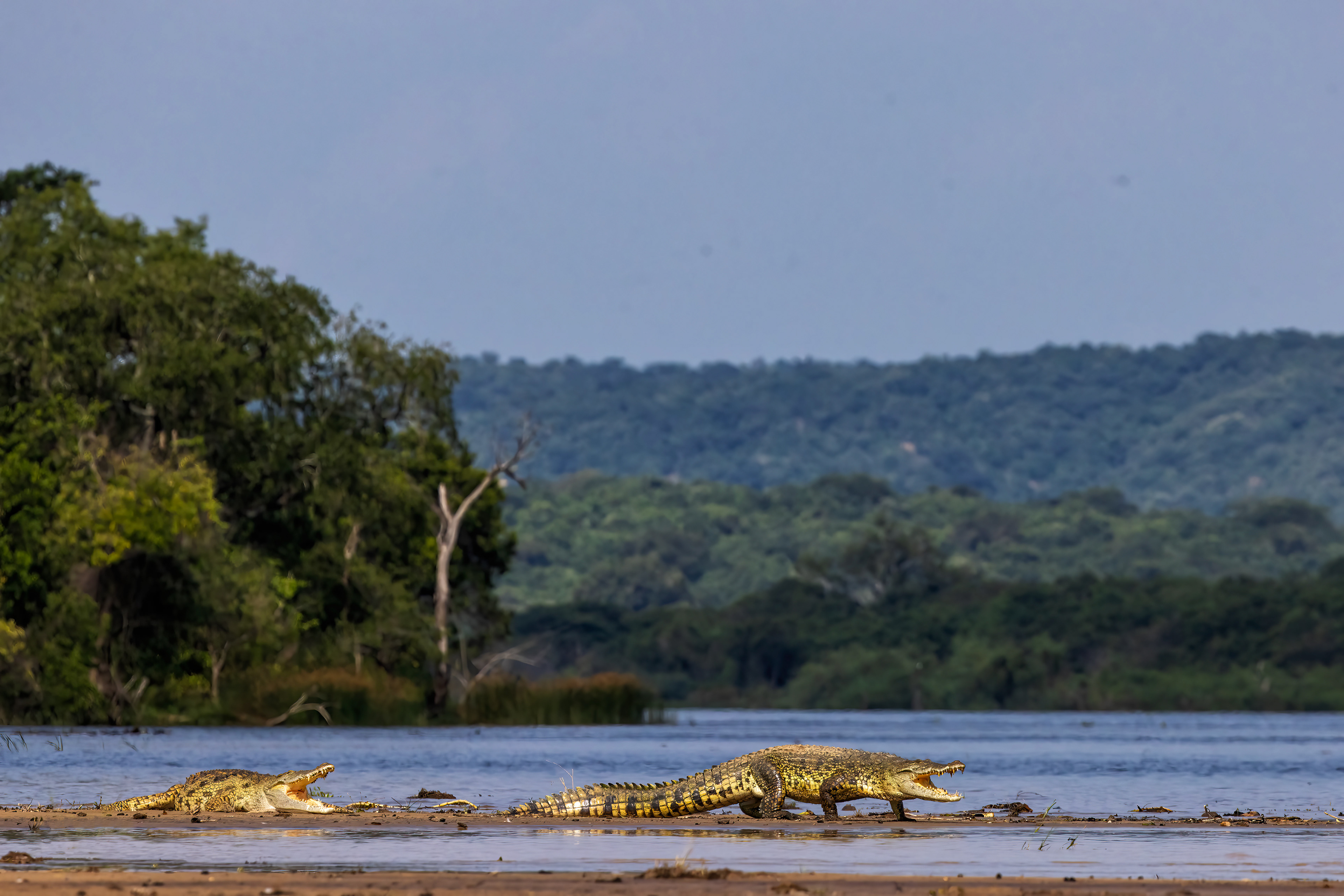 Nile Crocodiles - Murchison Falls National Park, Uganda