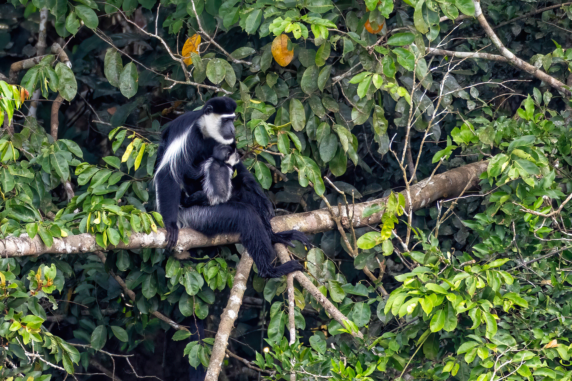 Black & White Colobus mother & baby - Odzala, Republic of Congo