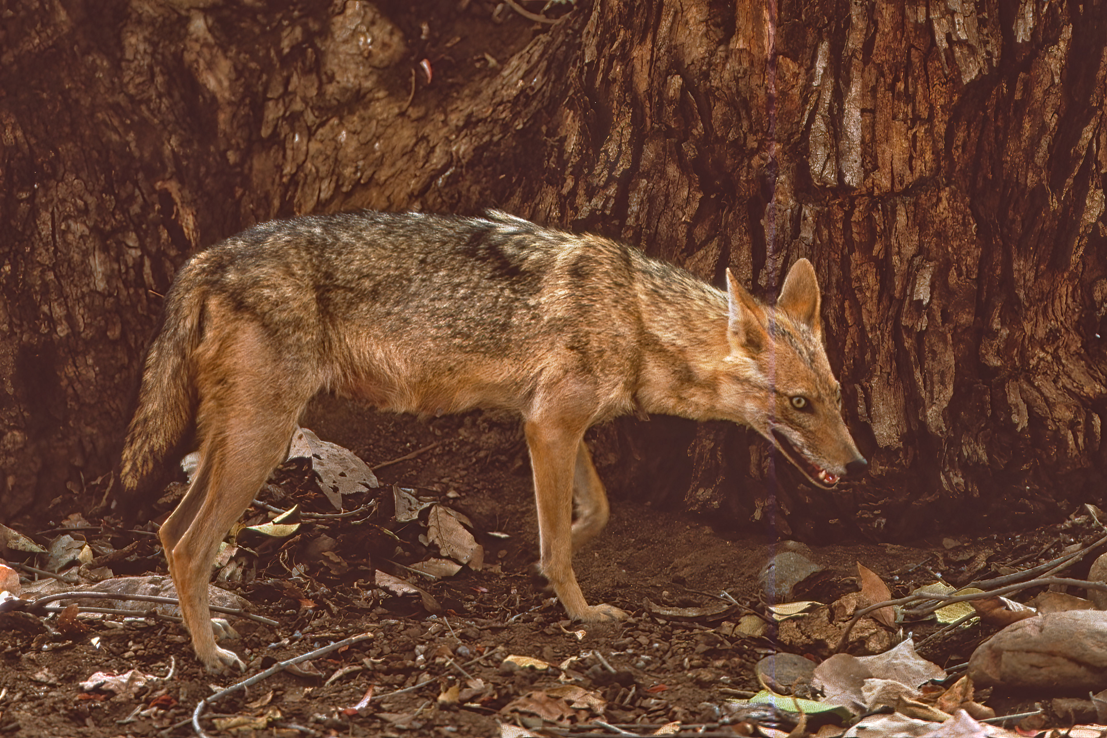 Indian Jackal - Ranthambore, India