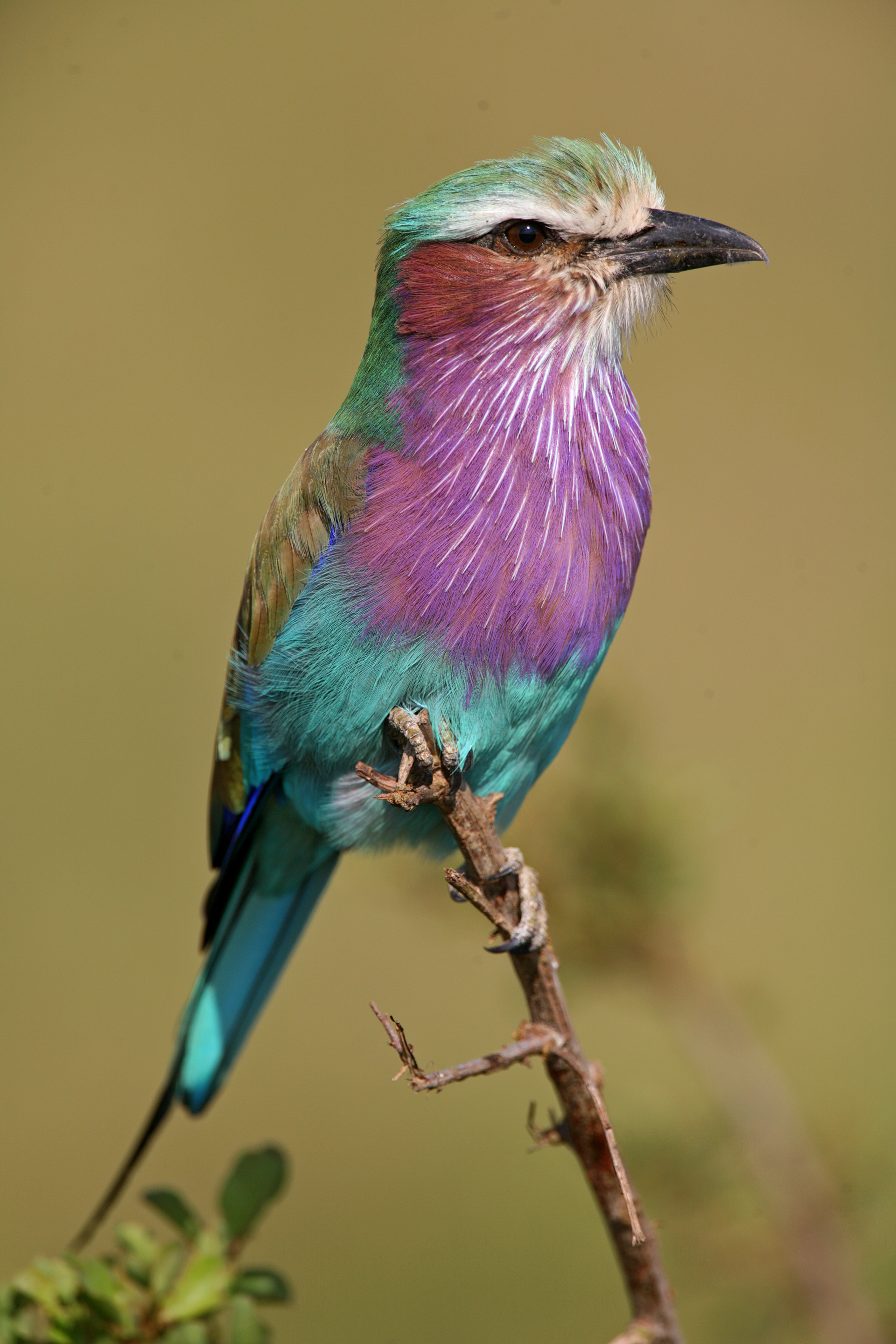 Lilac-breasted Roller - Masai Mara