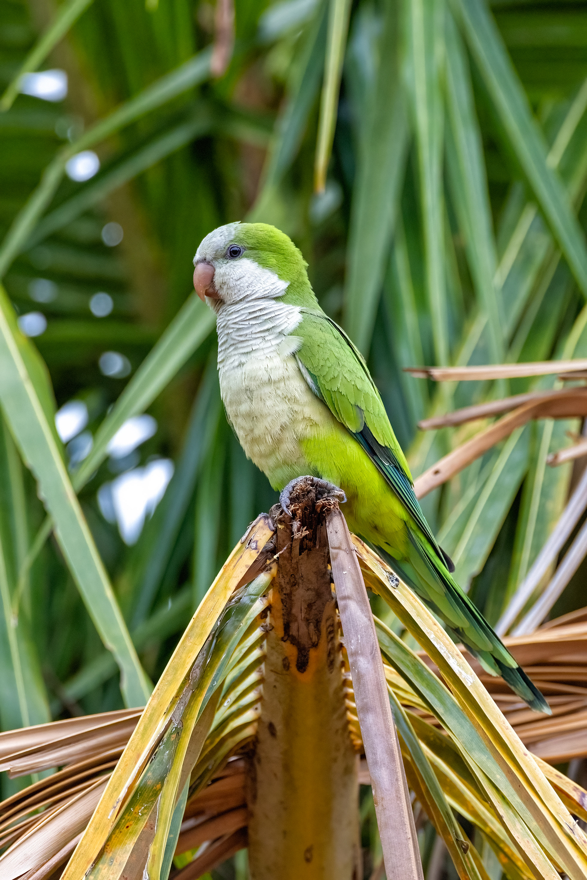 Monk Parakeet