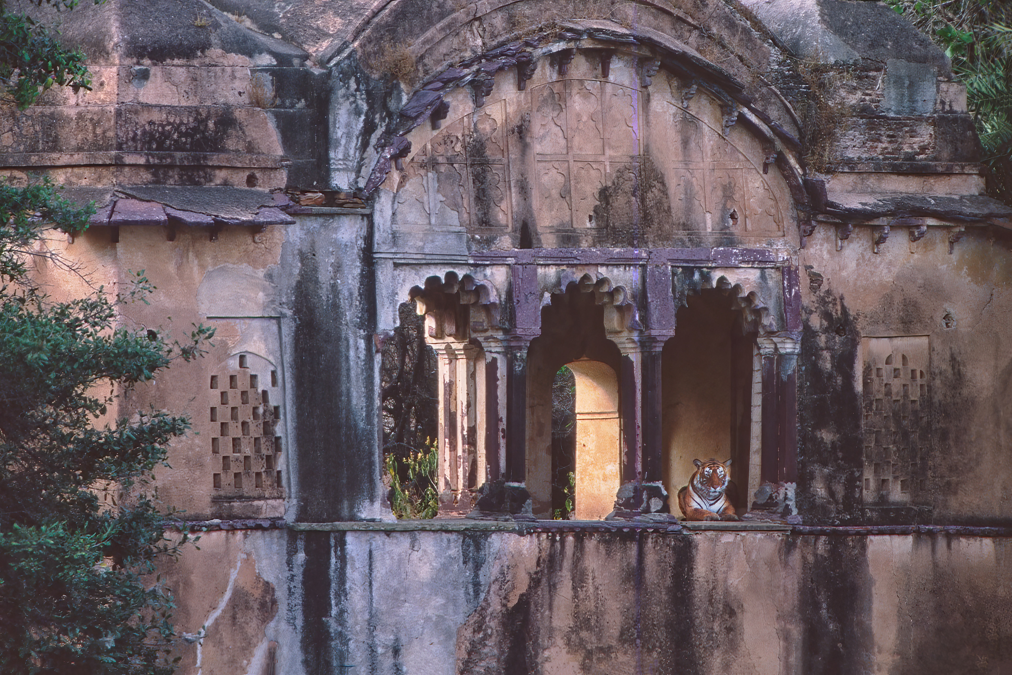 Bengal Tiger in Raj Bagh ruins - Ranthambore, India
