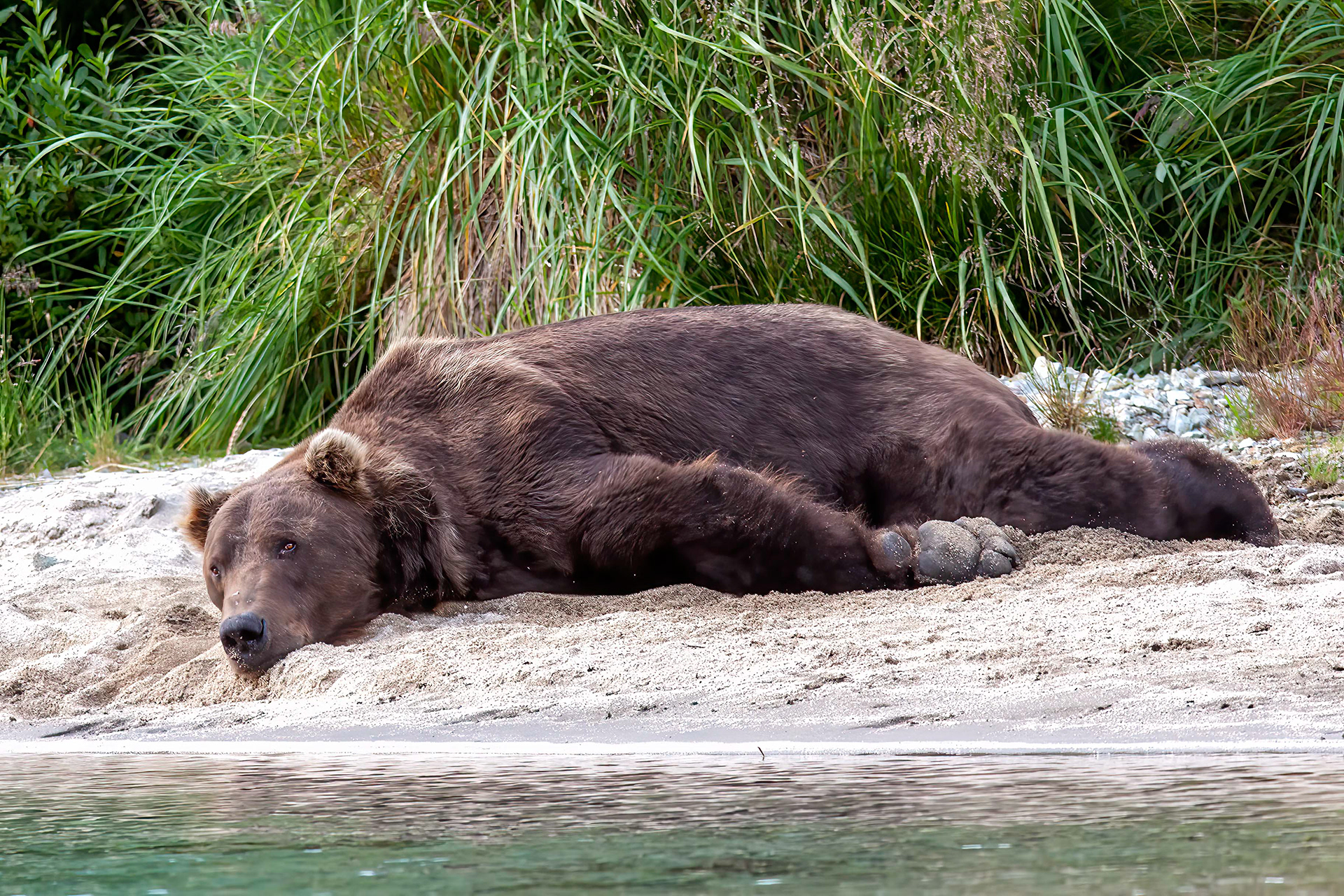 Grizzly Bear napping - Katmai Alaska - RM