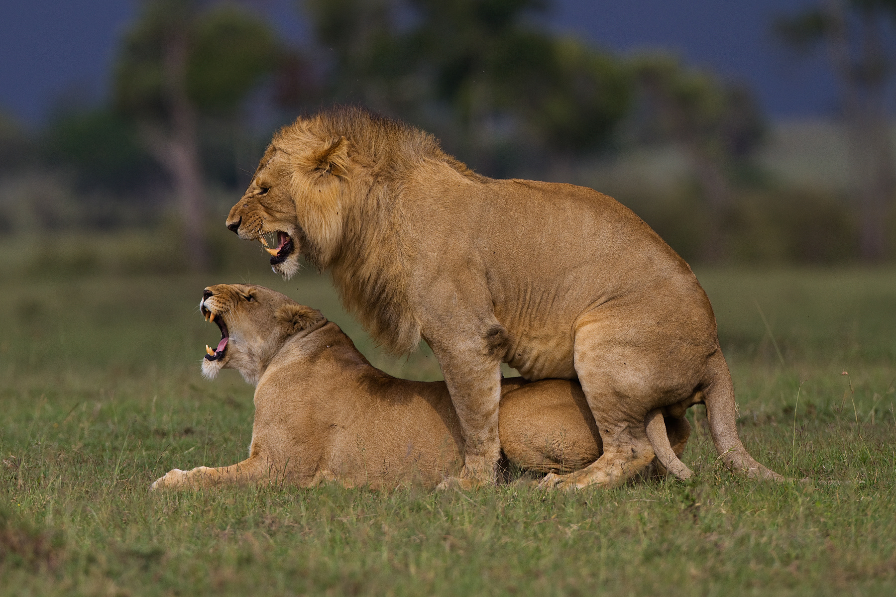 Mating Lions - Masai Mara