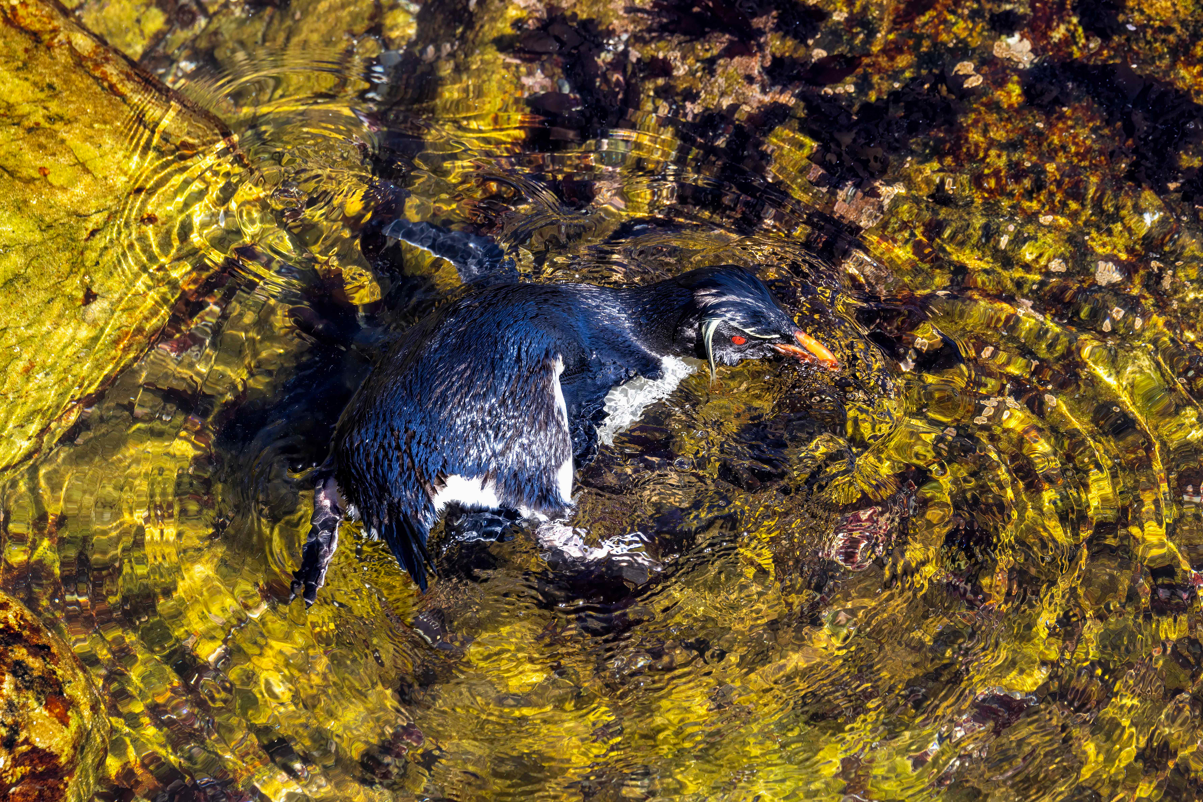 Bathing Southern Rockhopper - Falklands - RM
