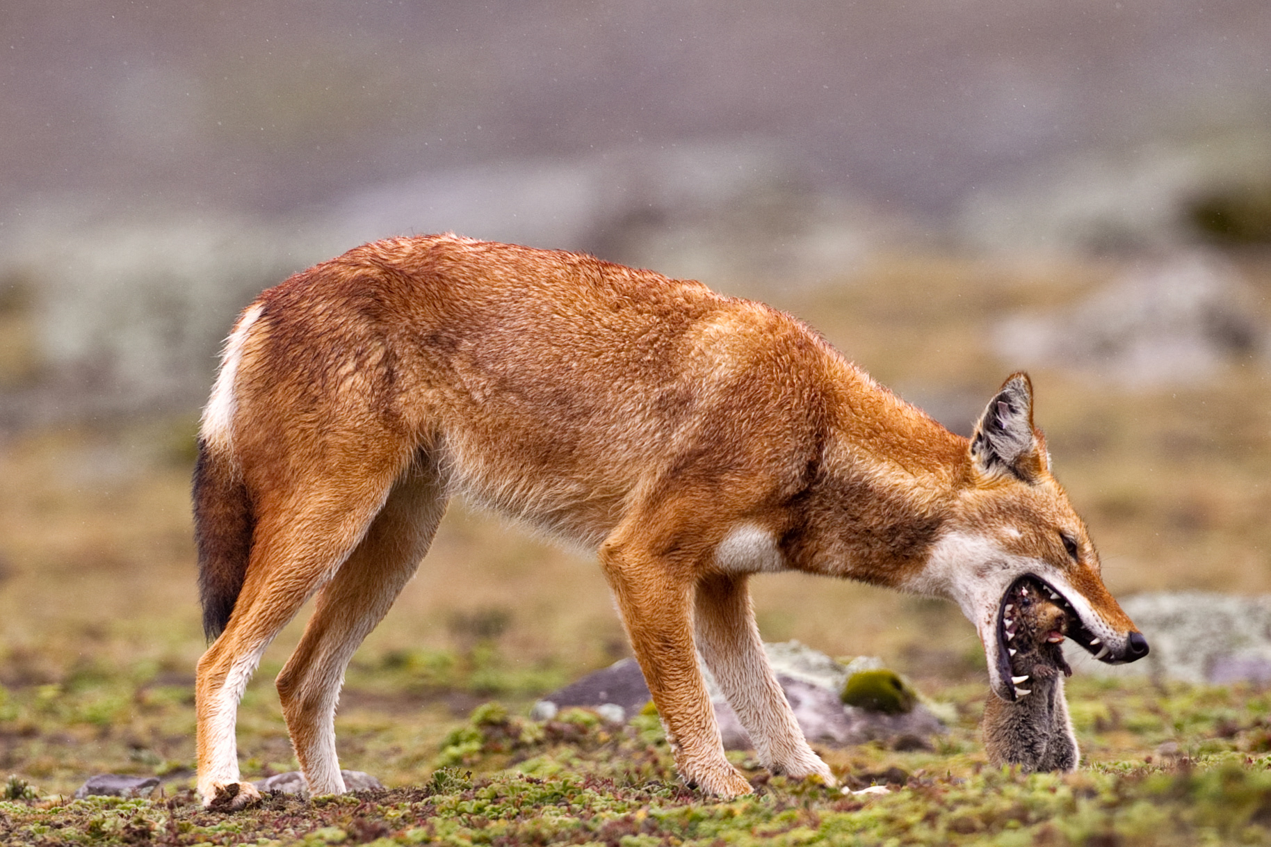 Simien Wolf with rat - bale Mountains, Ethiopia