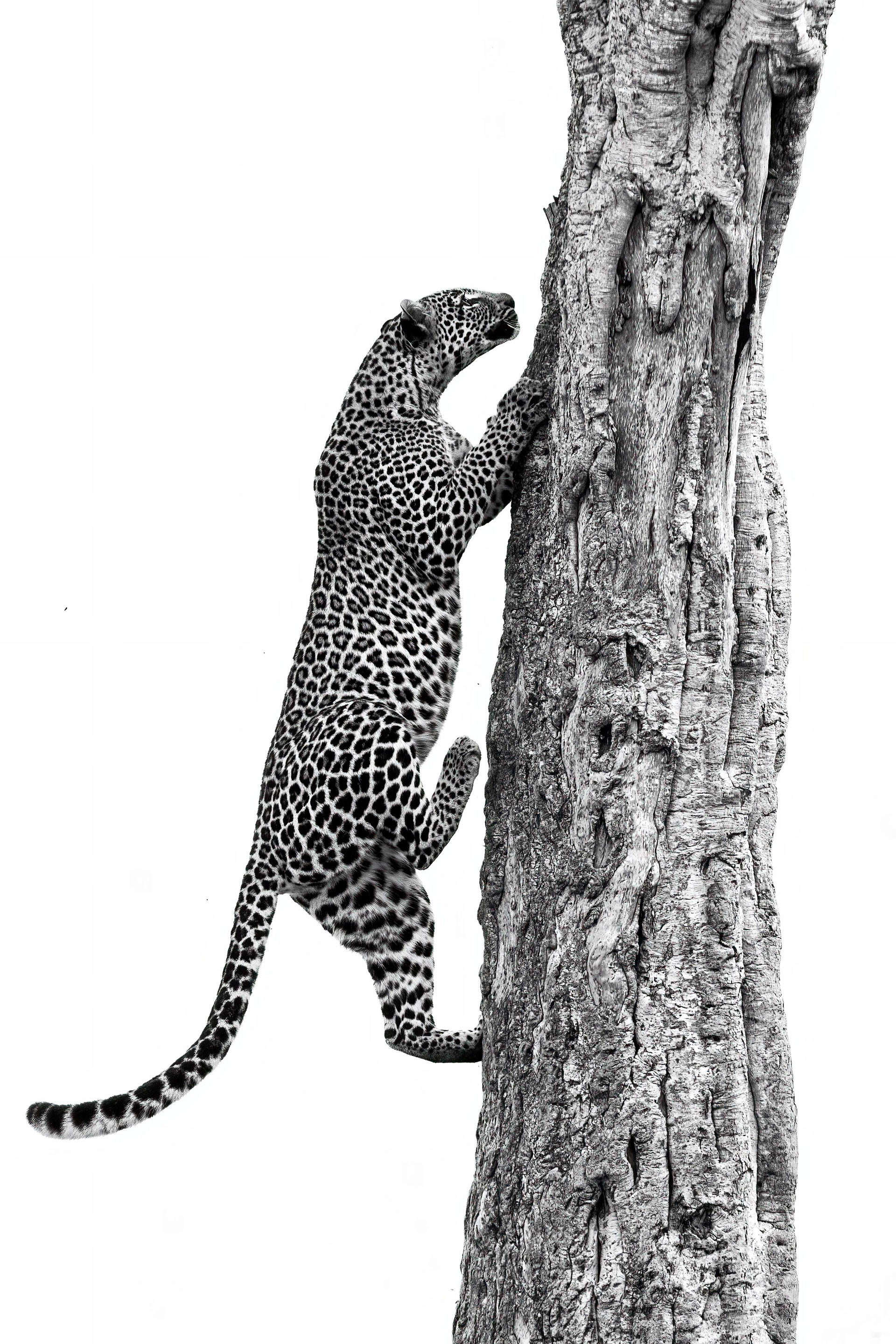 Female Leopard - Masai Mara