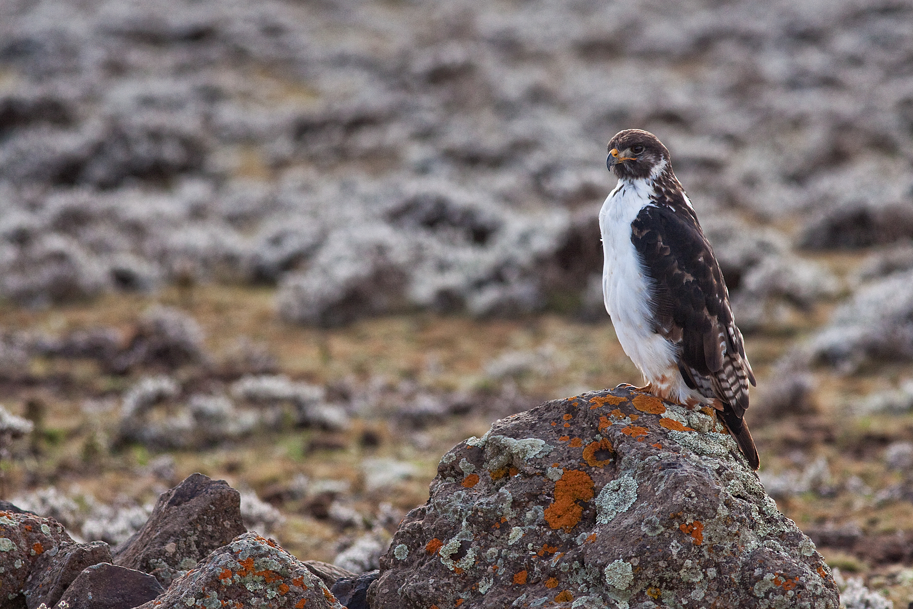 Augur Buzzard - Bale Mountains, Ethiopia - RM